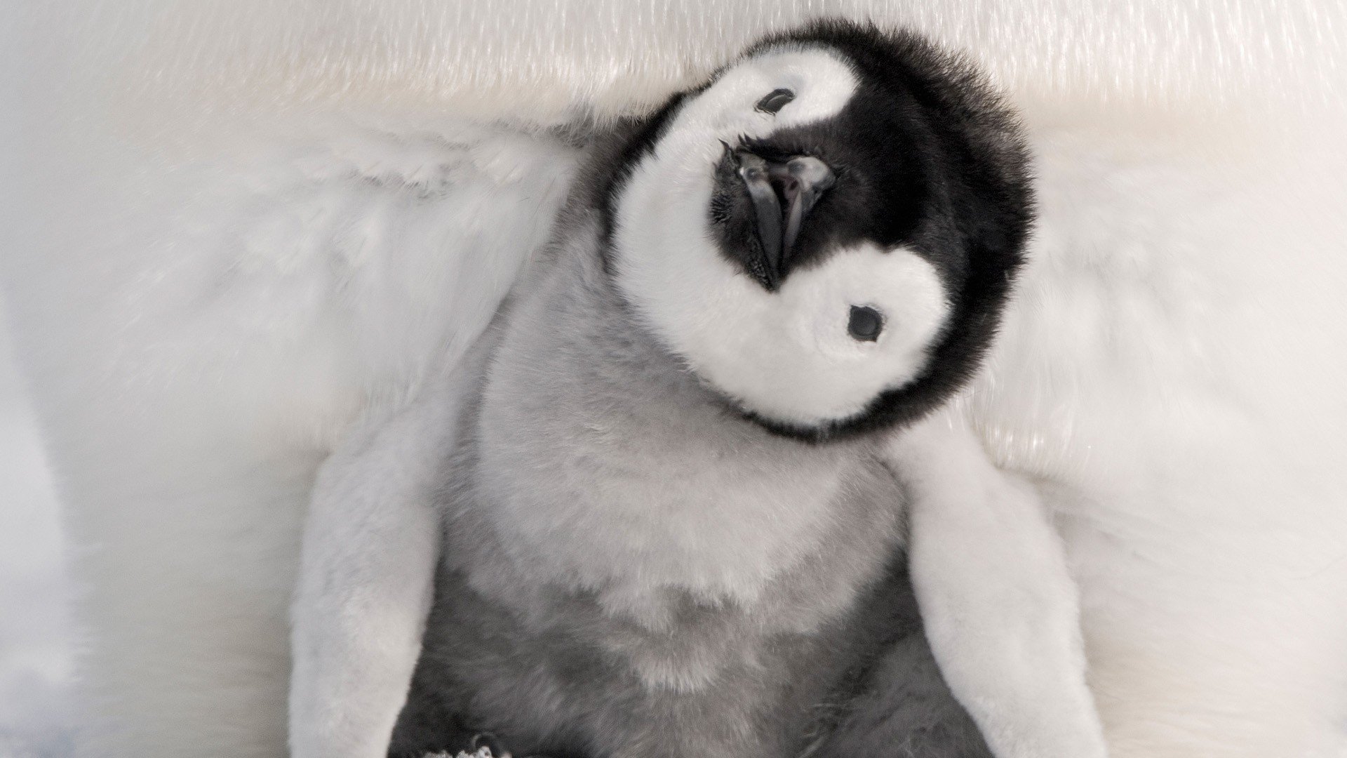 413488 descargar fondo de pantalla pingüino emperador, animales, bebe animal, polluelo, aves: protectores de pantalla e imágenes gratis