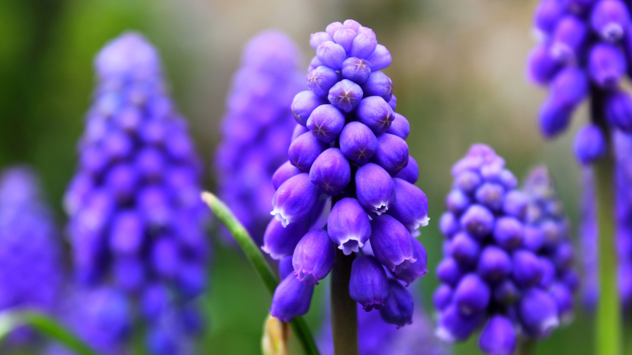 Download mobile wallpaper Flowers, Hyacinth, Flower, Earth, Lavender for free.