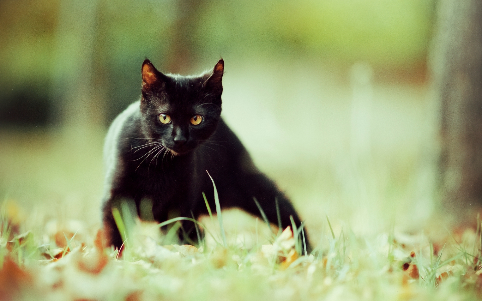 Baixar papel de parede para celular de Animais, Gatos, Gato gratuito.