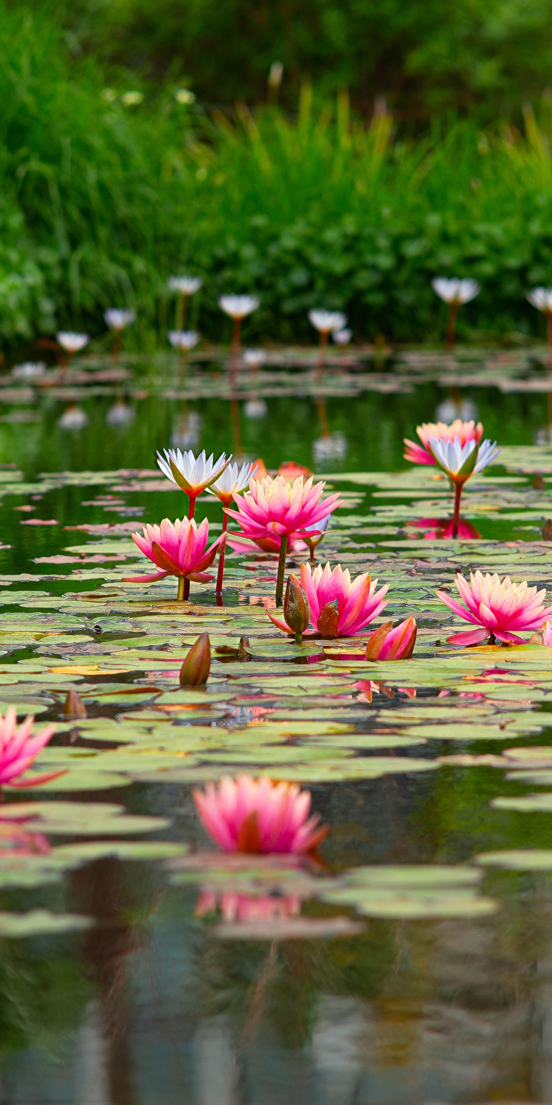 Download mobile wallpaper Flowers, Water, Lotus, Flower, Earth, Pond, Pink Flower for free.