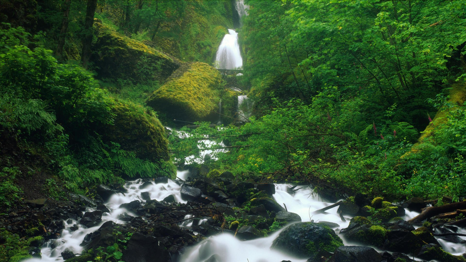 無料モバイル壁紙木, 滝, 森, 地球, ストリーム, オレゴン, ワキーナ滝をダウンロードします。