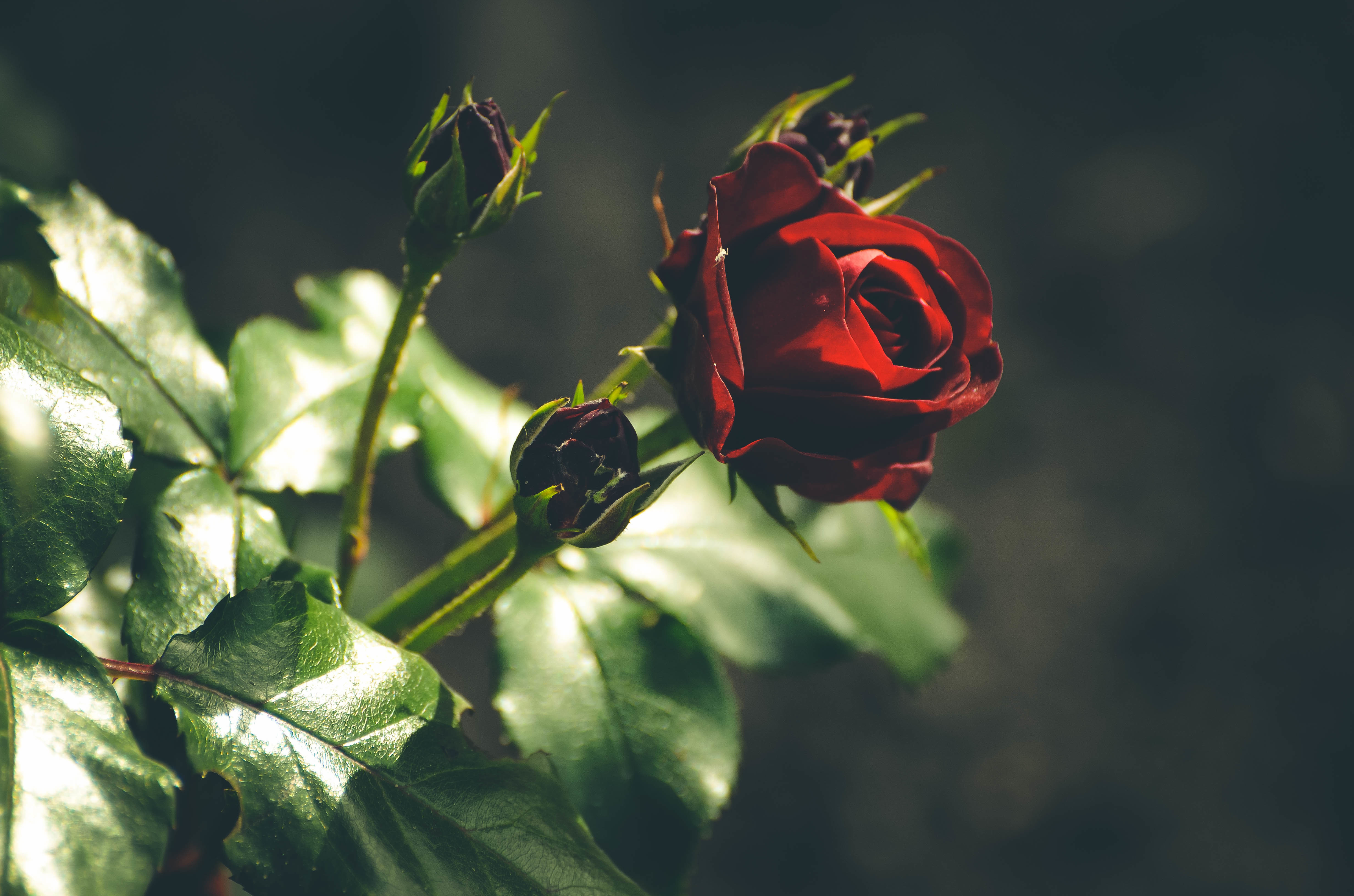 Laden Sie das Natur, Blumen, Blume, Rose, Rote Rose, Rote Blume, Erde/natur-Bild kostenlos auf Ihren PC-Desktop herunter