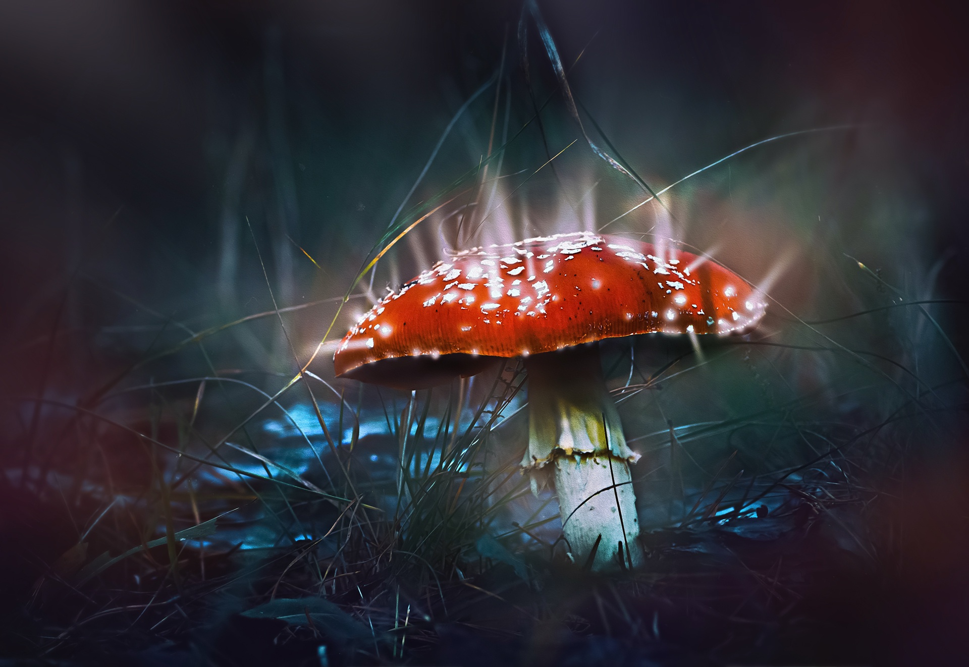 Free download wallpaper Nature, Macro, Light, Mushroom, Photography, Manipulation on your PC desktop