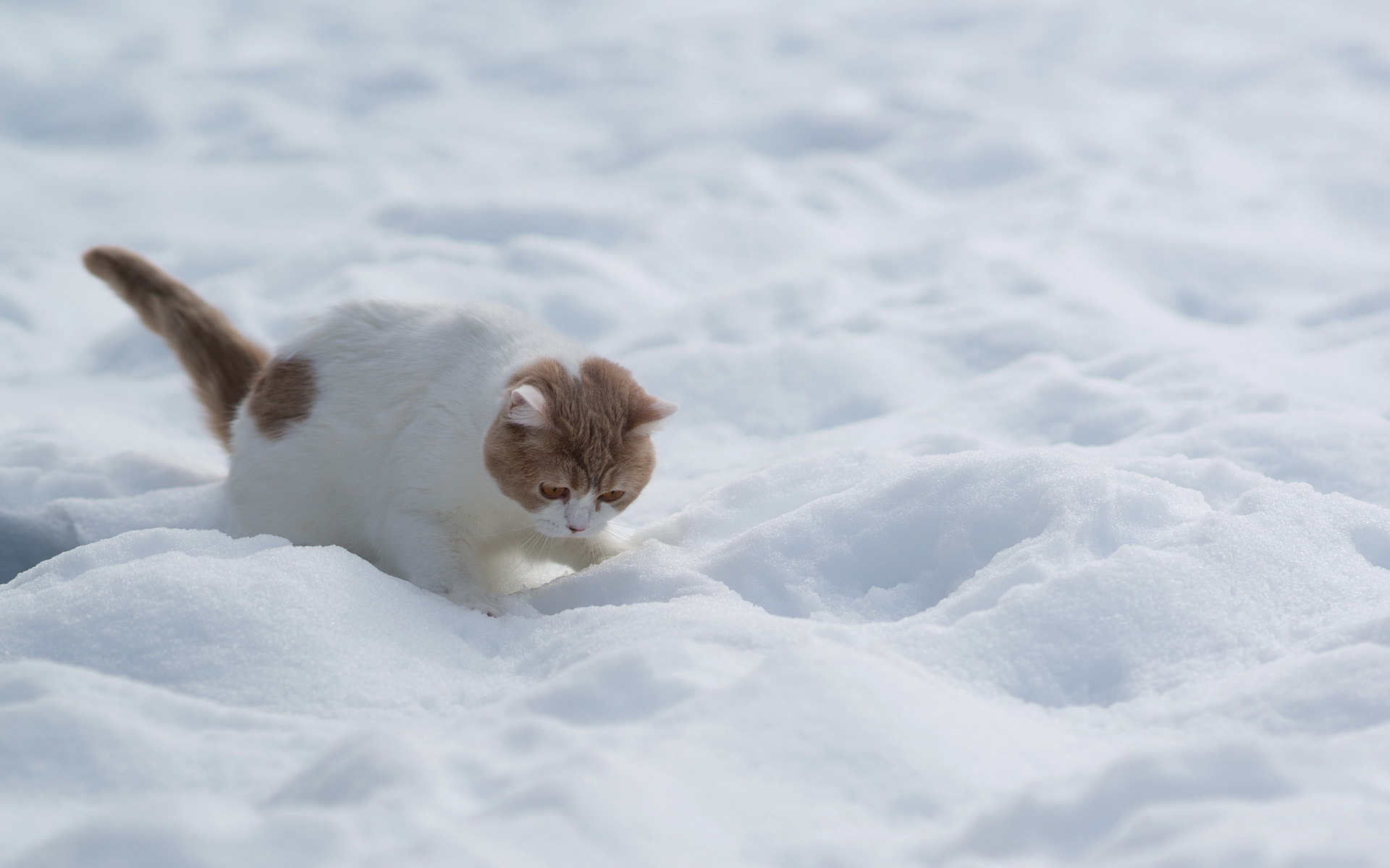 Descarga gratuita de fondo de pantalla para móvil de Animales, Gatos, Gato.