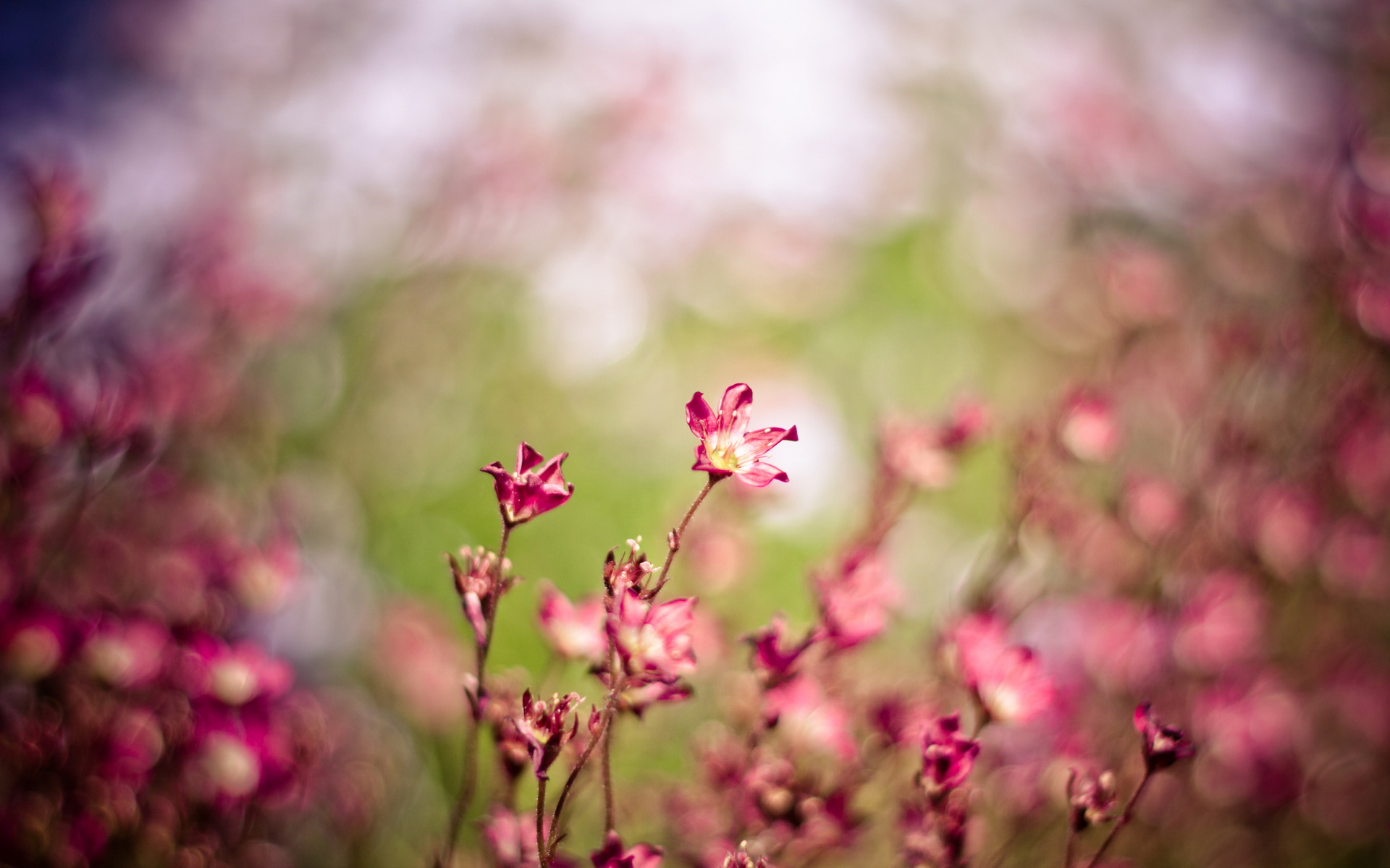 Téléchargez des papiers peints mobile Fleurs, Fleur, Terre/nature gratuitement.