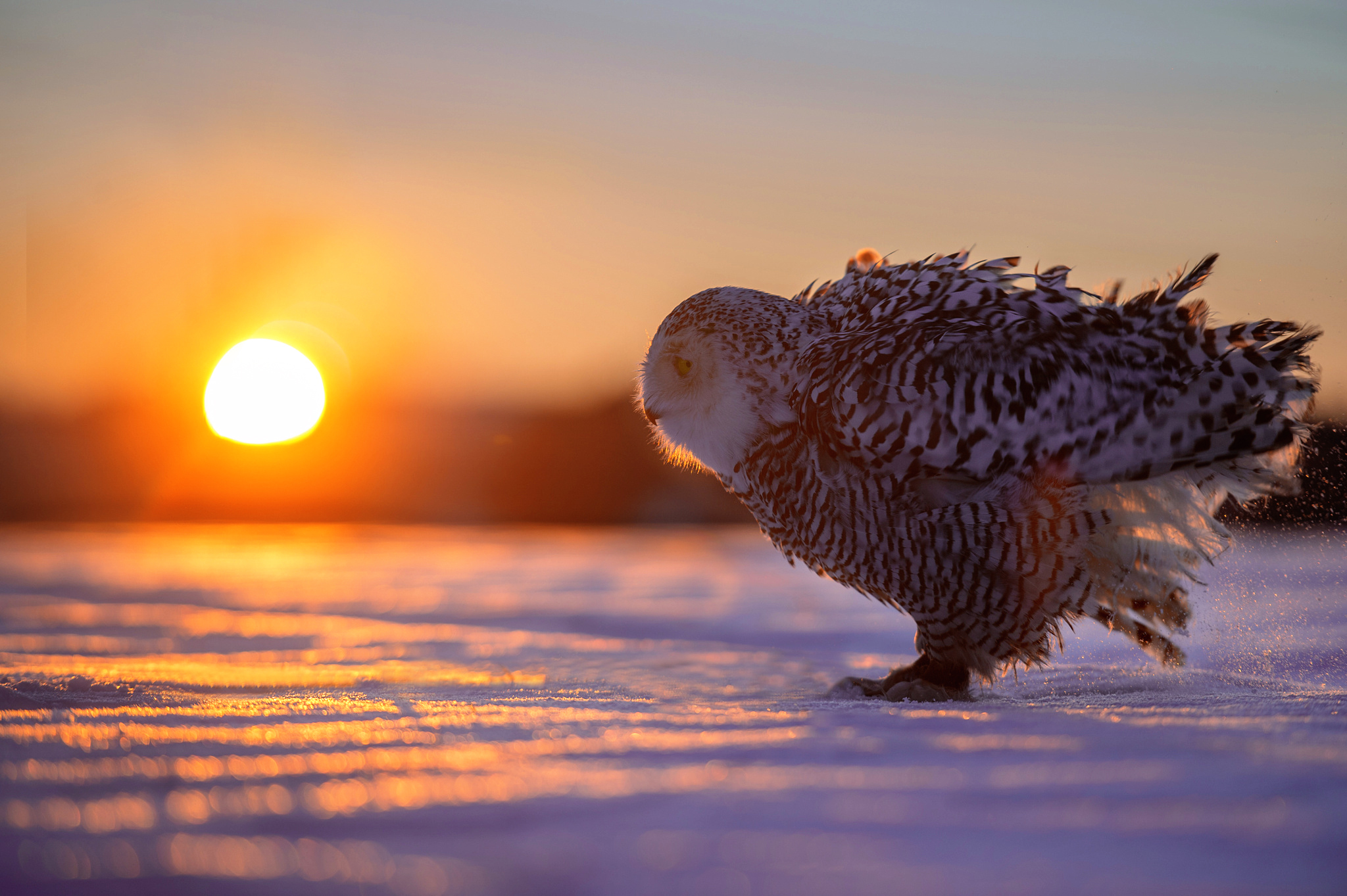 Laden Sie das Tiere, Vögel, Eule, Schnee, Vogel, Sonnenuntergang-Bild kostenlos auf Ihren PC-Desktop herunter