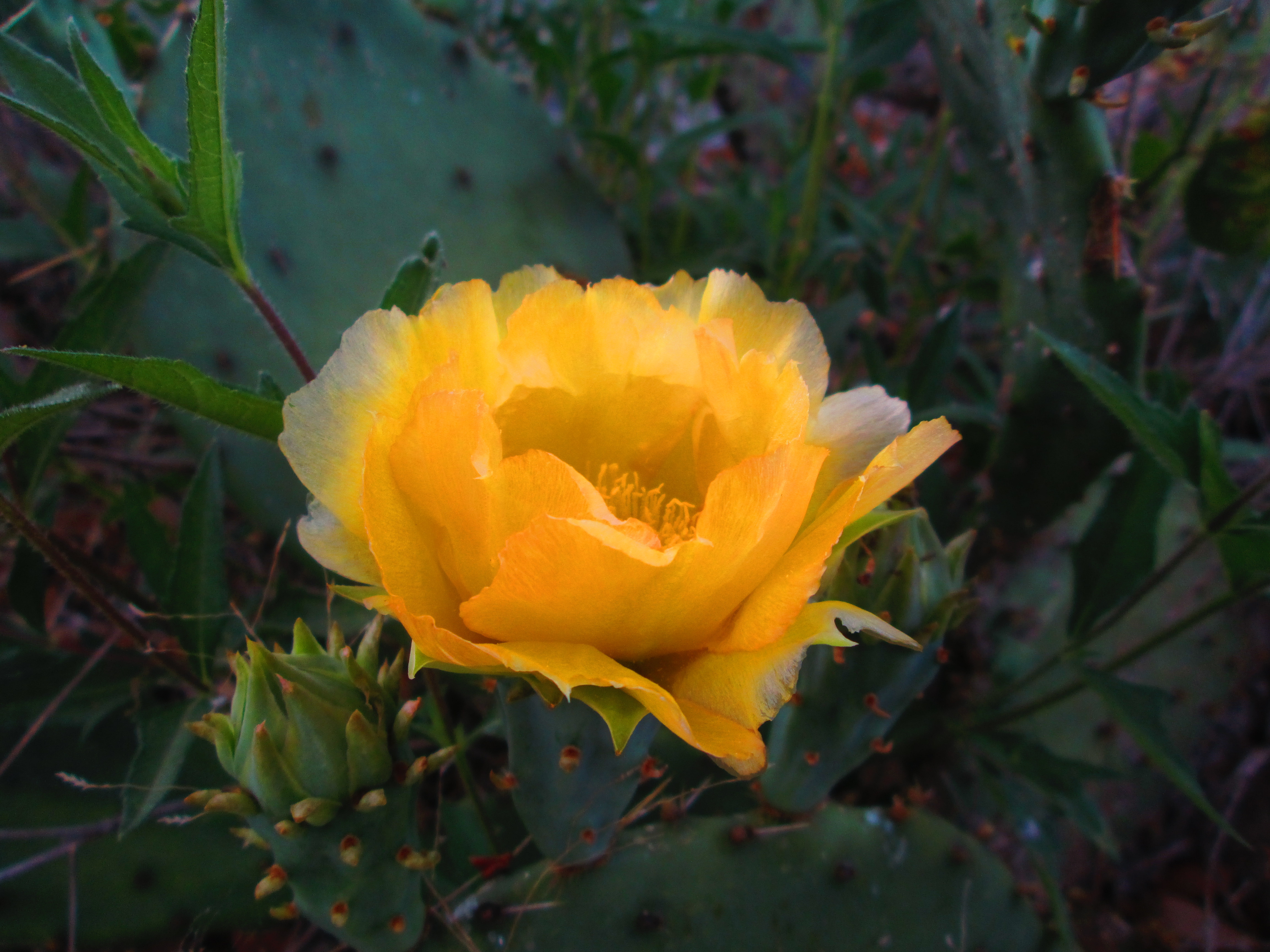 Descarga gratis la imagen Flores, Flor, Tierra/naturaleza en el escritorio de tu PC