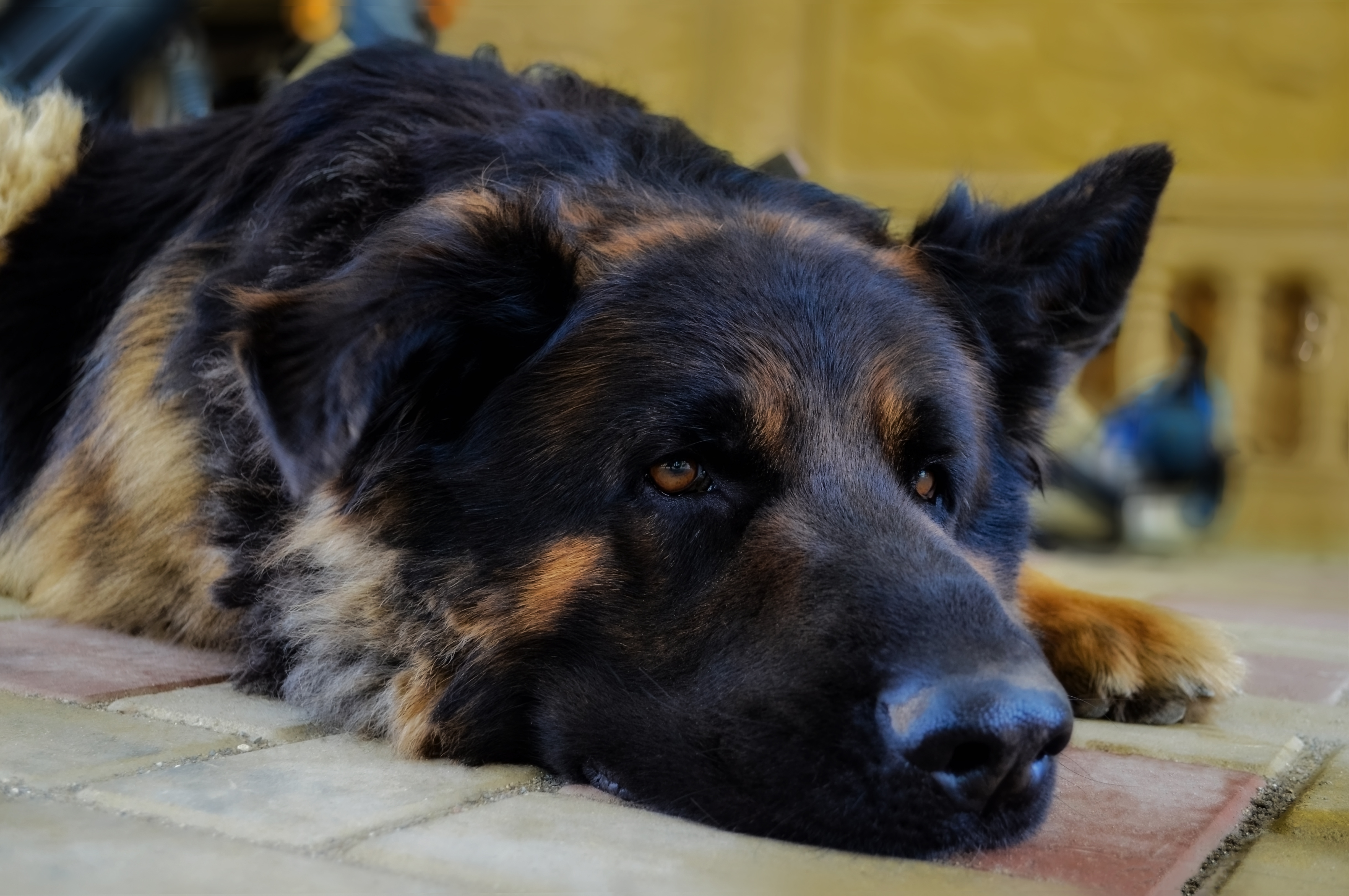 Download mobile wallpaper Dogs, Dog, Close Up, Animal, German Shepherd, Resting for free.