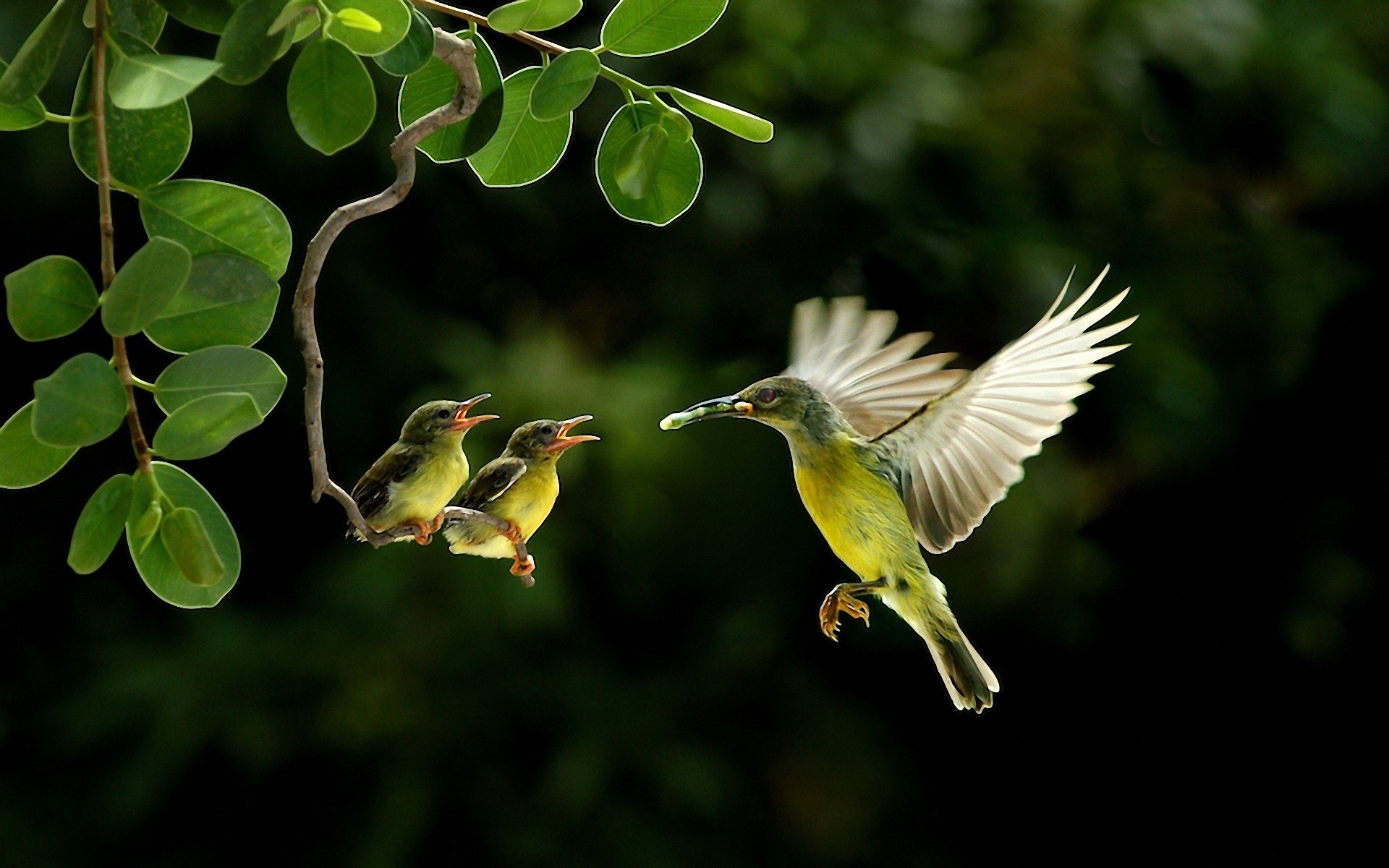 Download mobile wallpaper Animal, Hummingbird for free.