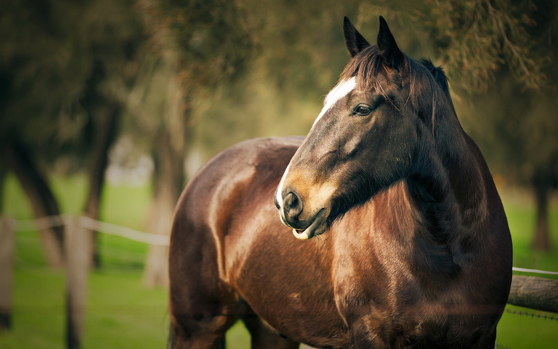 PCデスクトップに動物, 馬画像を無料でダウンロード