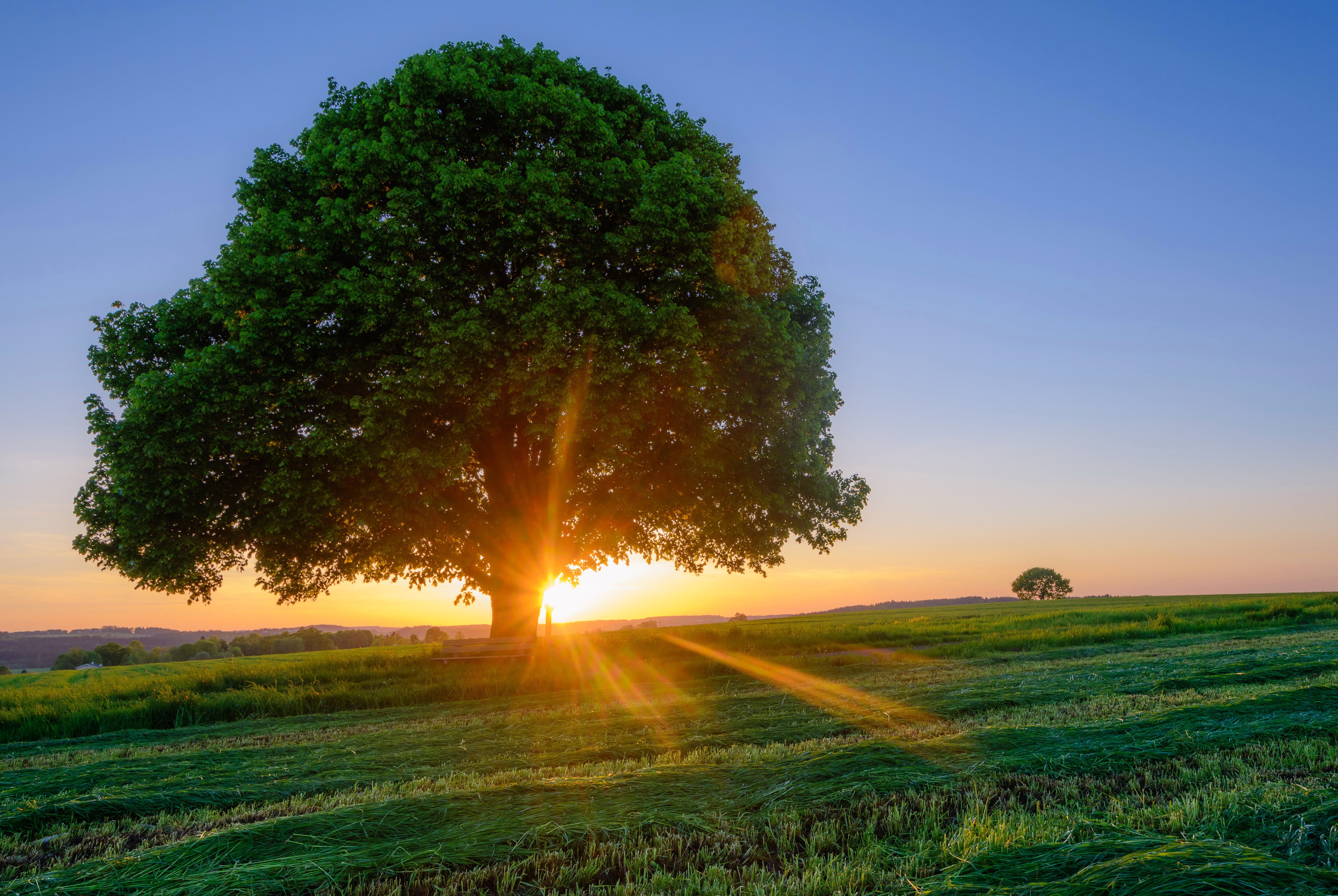 Download mobile wallpaper Nature, Trees, Tree, Sunrise, Earth, Sunbeam, Lonely Tree for free.