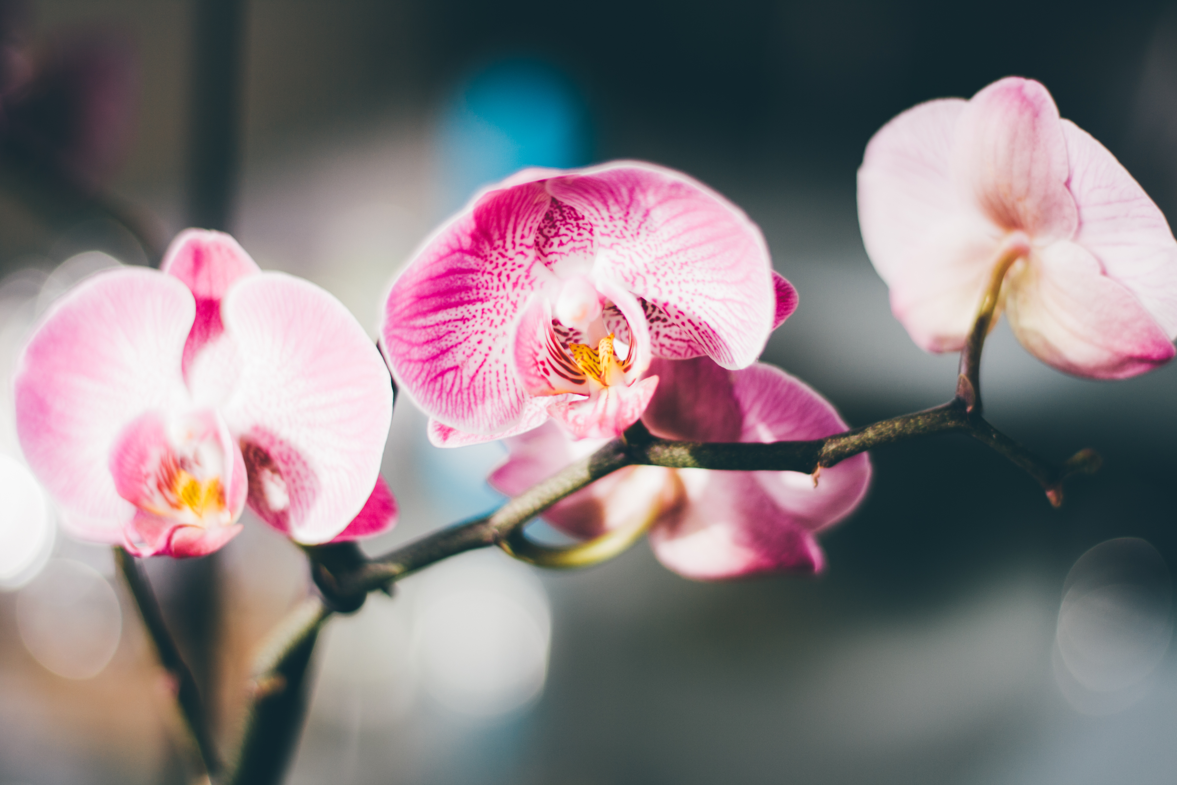 Download mobile wallpaper Flowers, Flower, Blur, Branch, Earth, Orchid, Pink Flower for free.