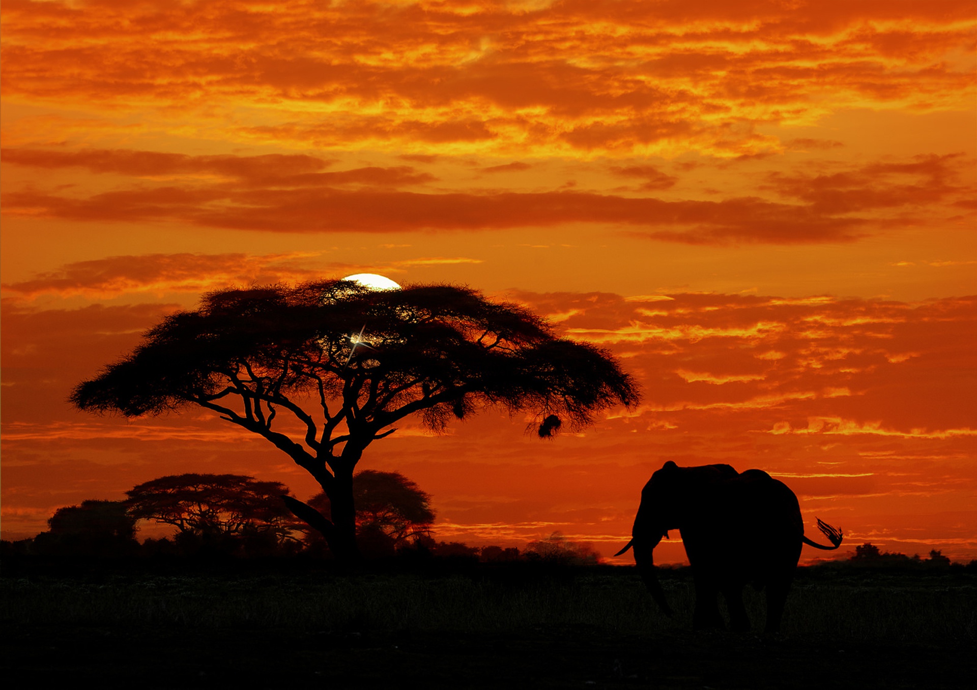 Download mobile wallpaper Sunset, Sky, Elephants, Silhouette, Tree, Animal, African Bush Elephant for free.