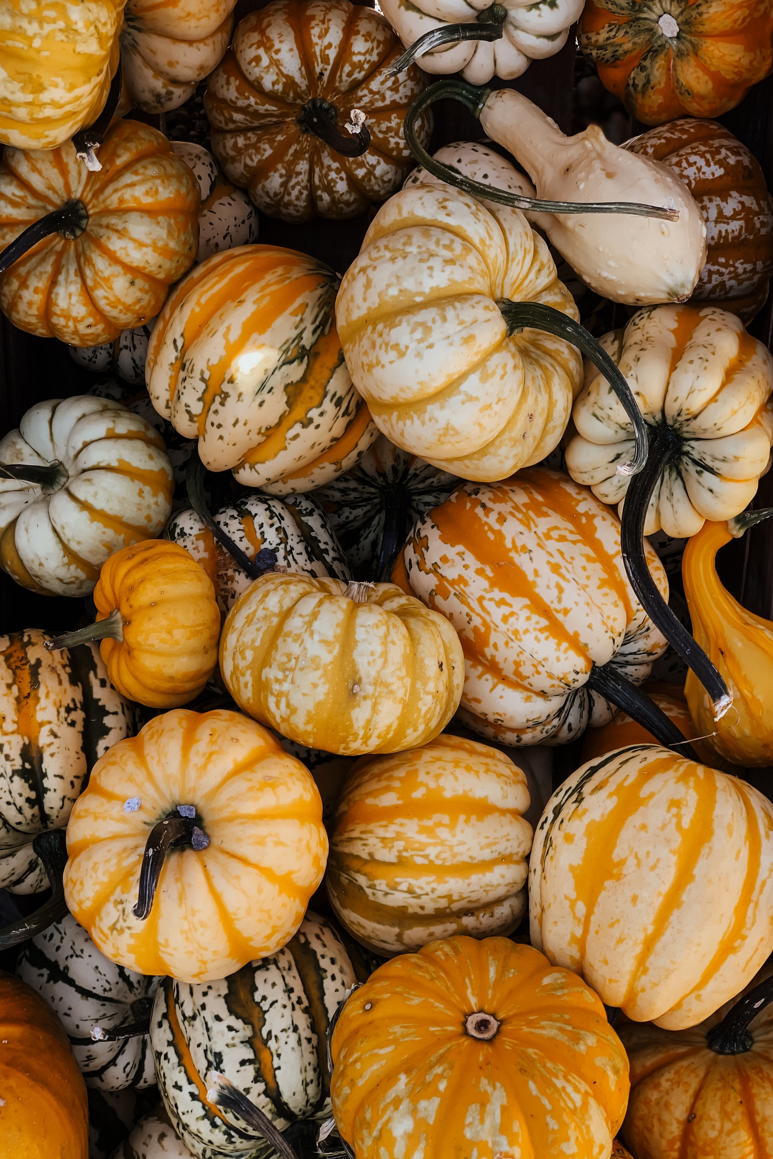Free download wallpaper Food, Autumn, Vegetable, Pumpkin, Halloween on your PC desktop