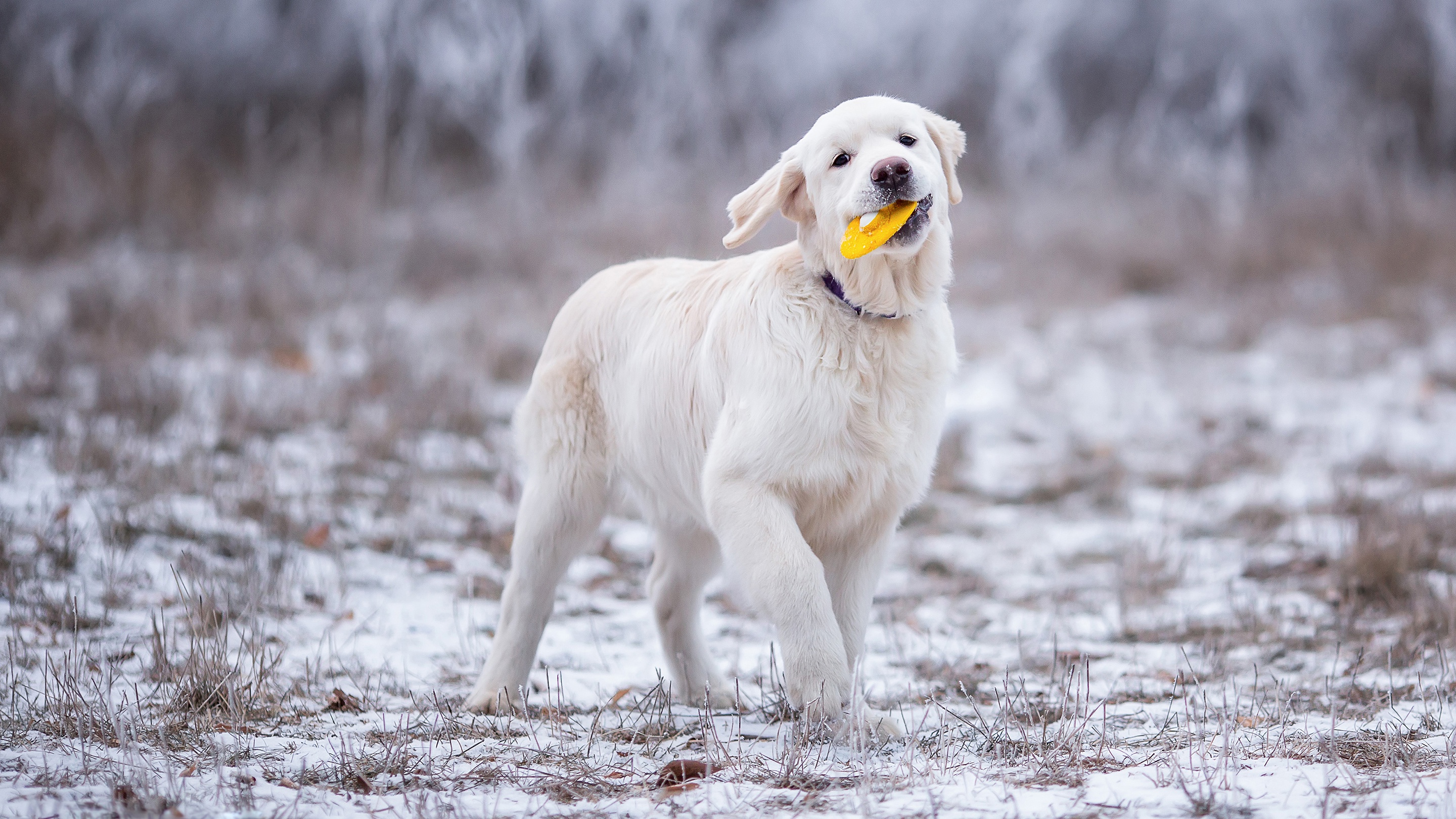 Laden Sie das Tiere, Winter, Hunde, Hund, Golden Retriever-Bild kostenlos auf Ihren PC-Desktop herunter
