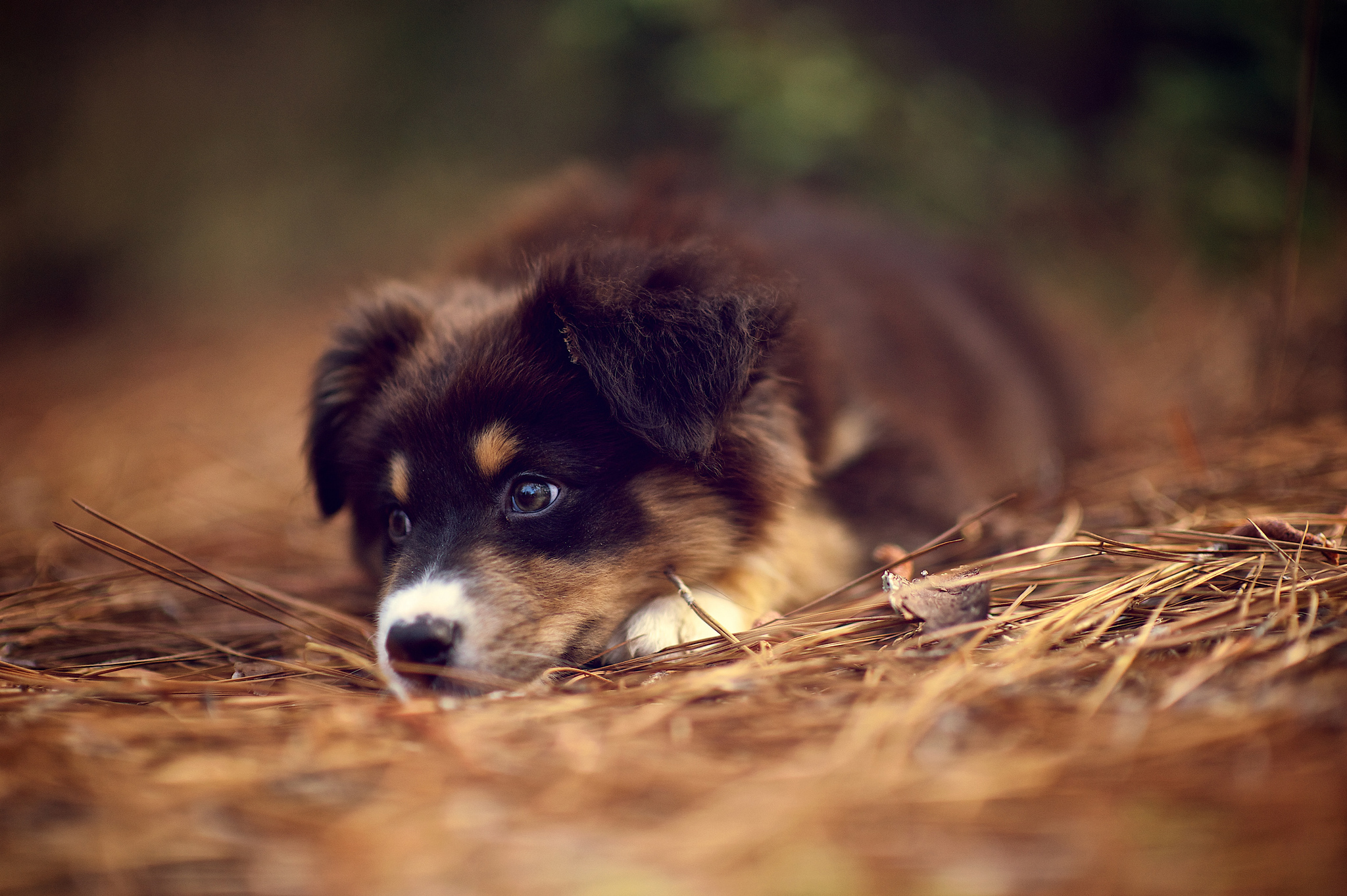 PCデスクトップに動物, 犬画像を無料でダウンロード