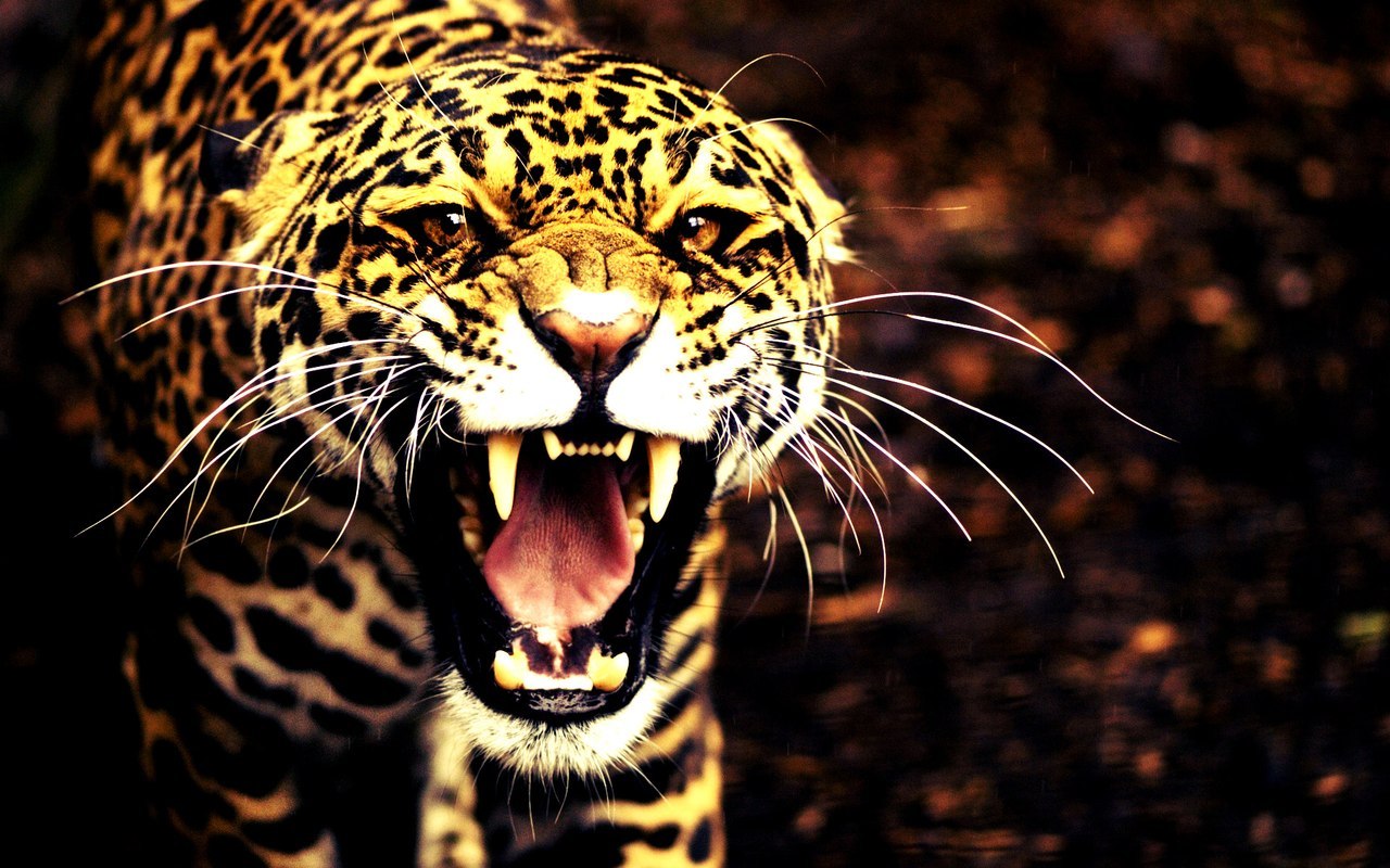 20339 Hintergrundbild herunterladen tiere, leopards - Bildschirmschoner und Bilder kostenlos
