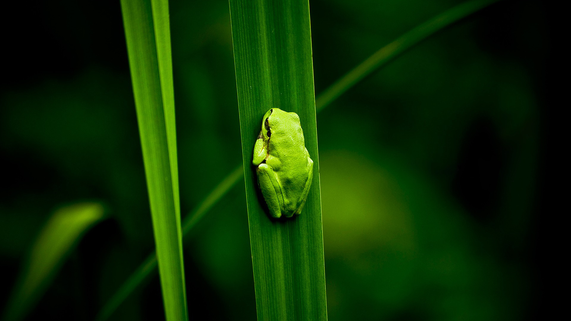 Frogs  Lock Screen