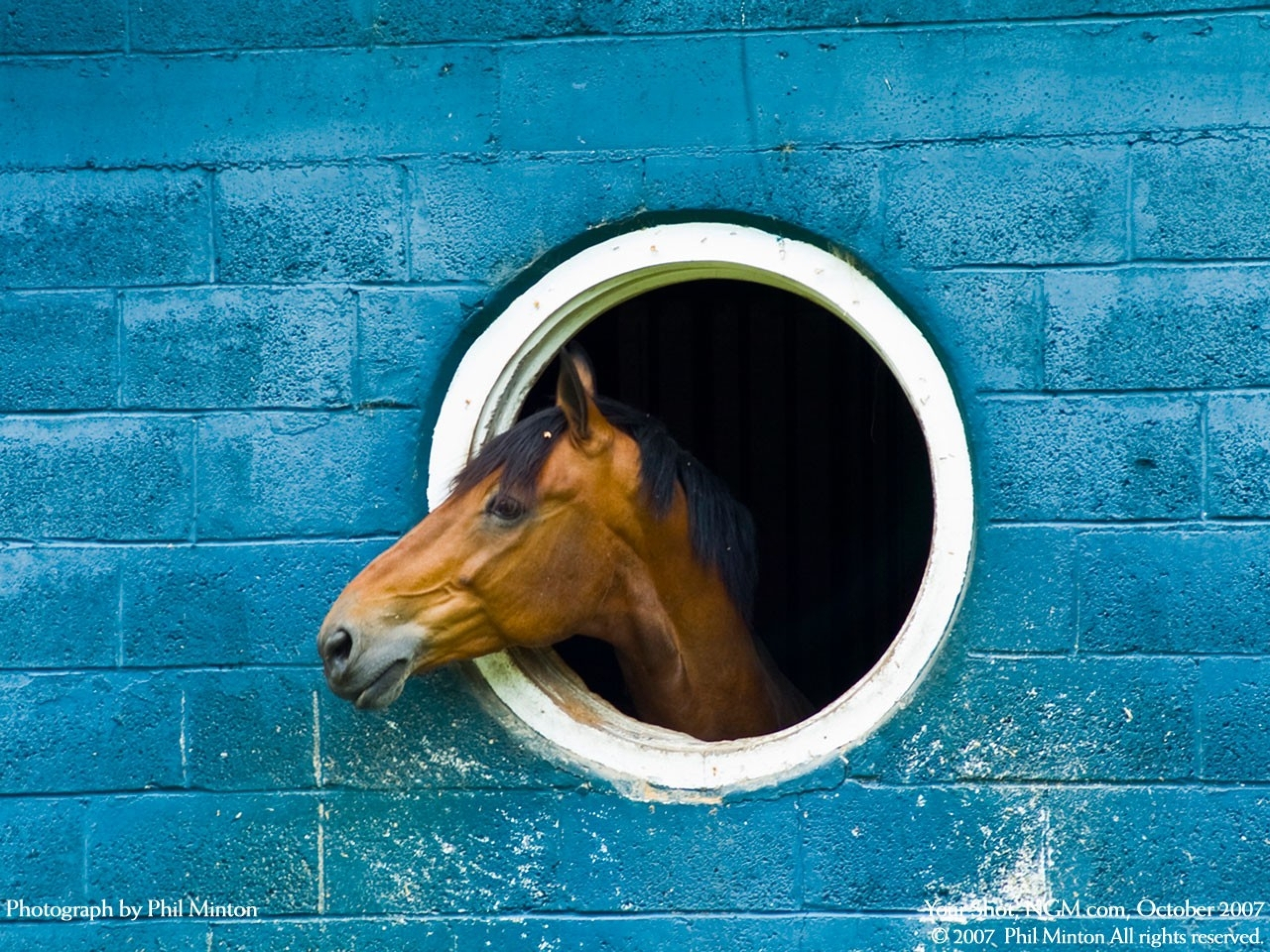 無料モバイル壁紙動物, 馬をダウンロードします。