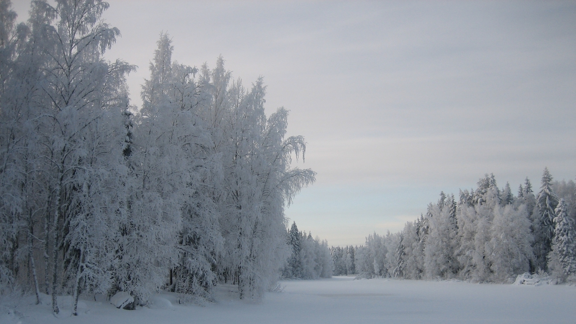 Download mobile wallpaper Winter, Snow, Forest, Tree, Earth for free.