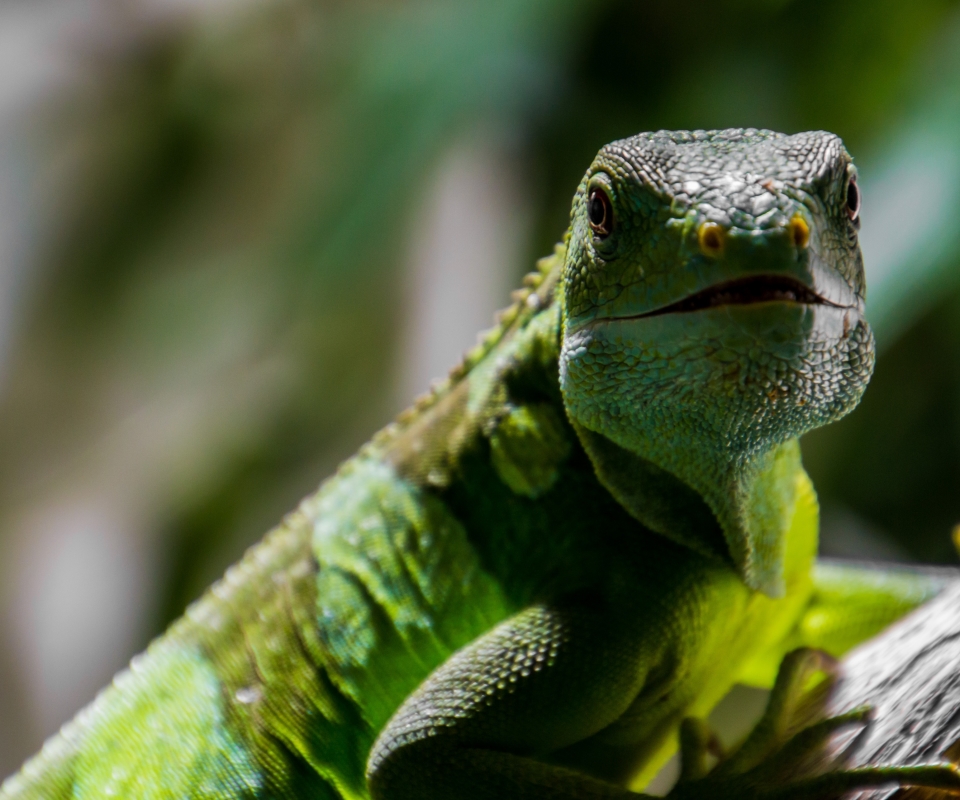 Download mobile wallpaper Animal, Lizard, Reptiles, Iguana for free.