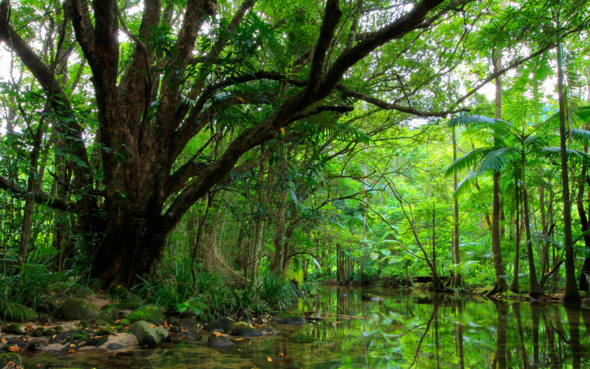 Download mobile wallpaper Forest, Earth, River, Greenery for free.