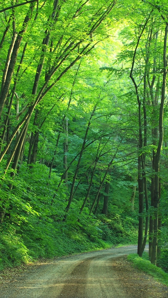 1252153壁紙のダウンロードマンメイド, 道, 自然, 木, 森, 緑, ペンシルバニア-スクリーンセーバーと写真を無料で