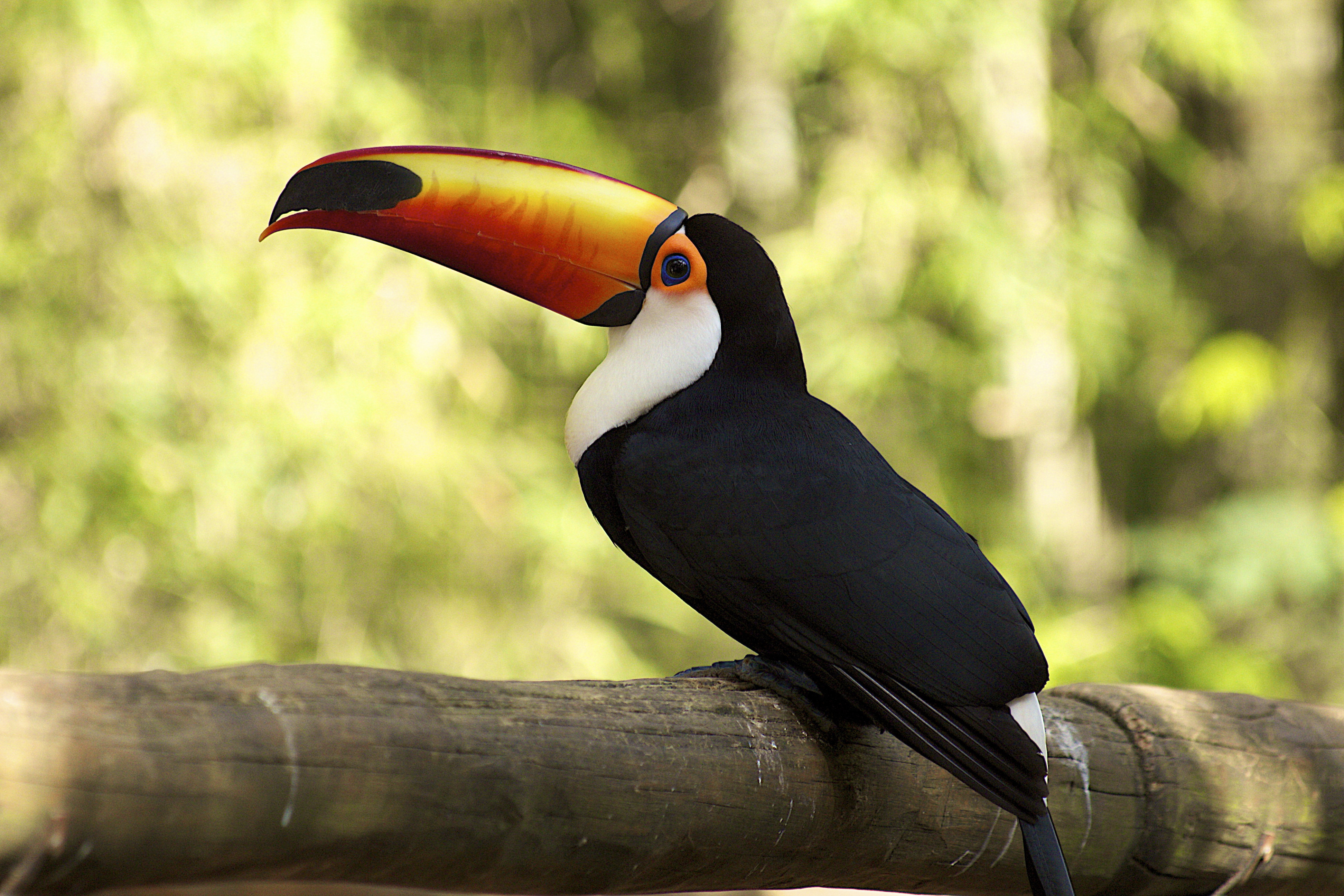 Download mobile wallpaper Toucan, Birds, Animal for free.