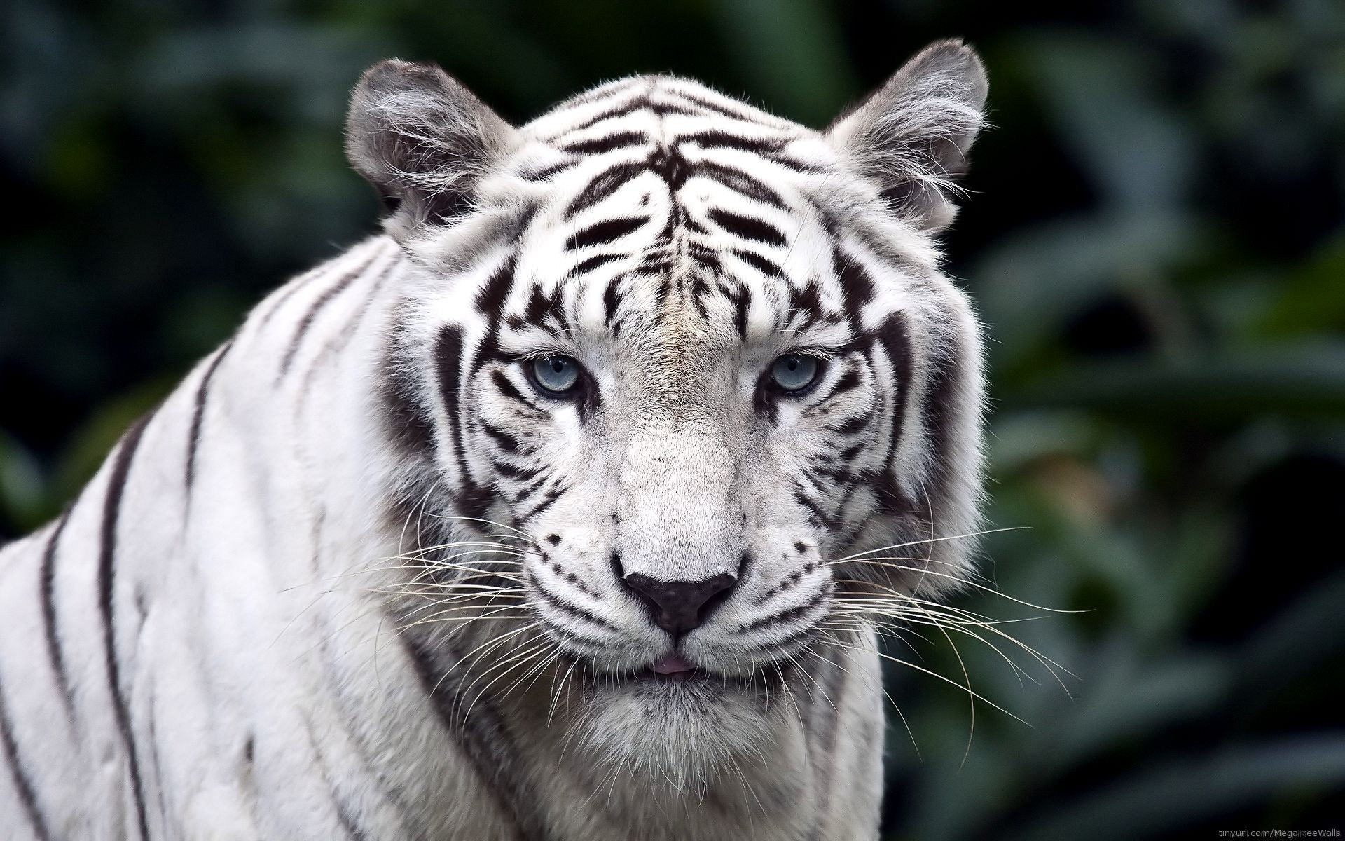 PCデスクトップに動物, 虎, ホワイトタイガー画像を無料でダウンロード