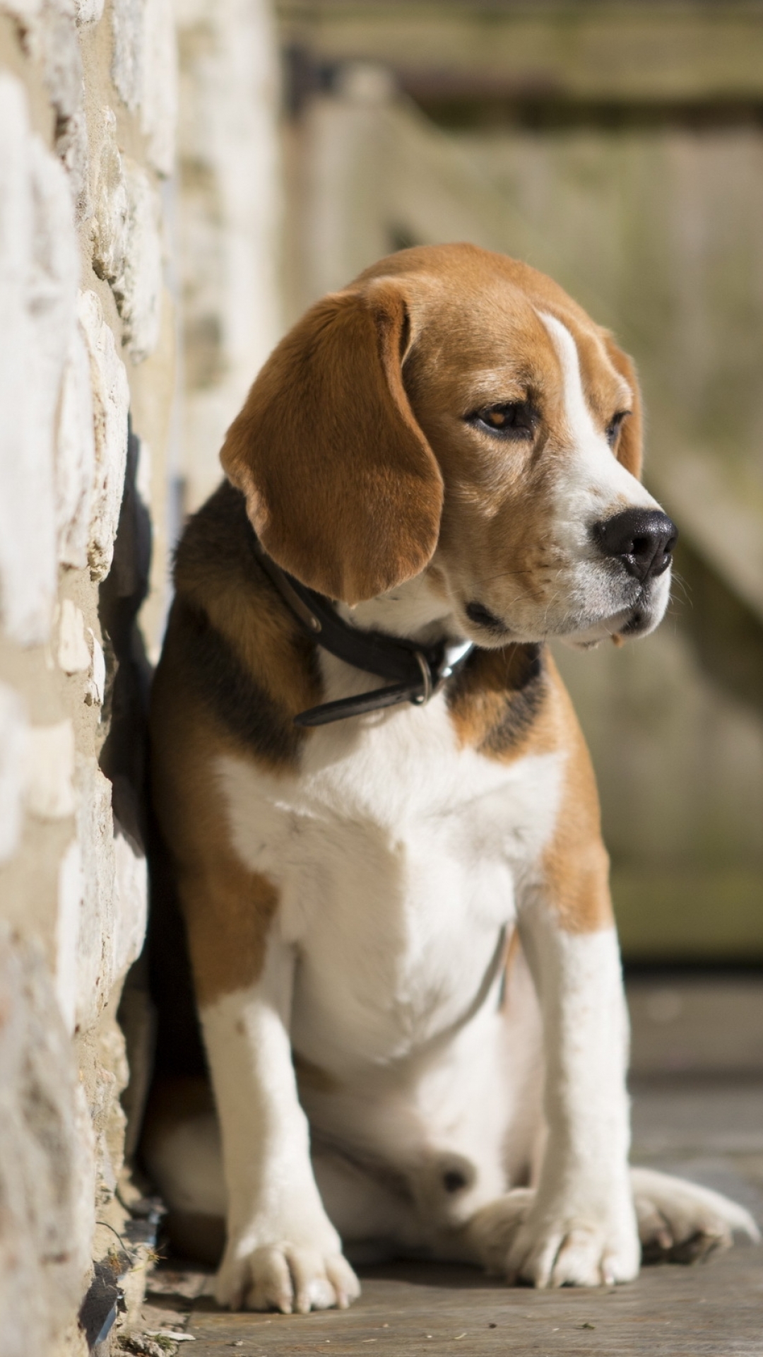 Handy-Wallpaper Tiere, Hunde, Beagle kostenlos herunterladen.