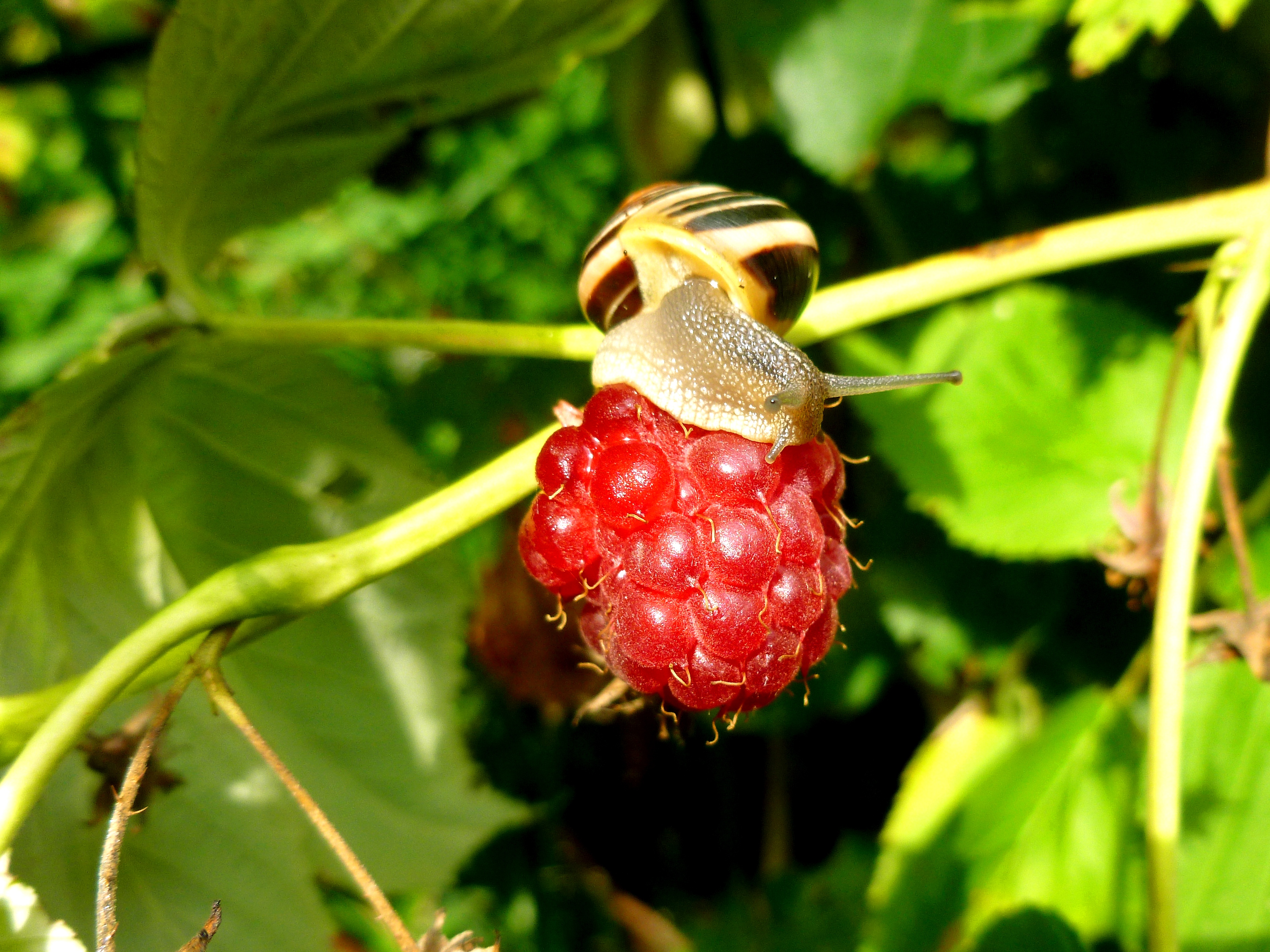 Download mobile wallpaper Macro, Close Up, Berry, Raspberry, Snail for free.