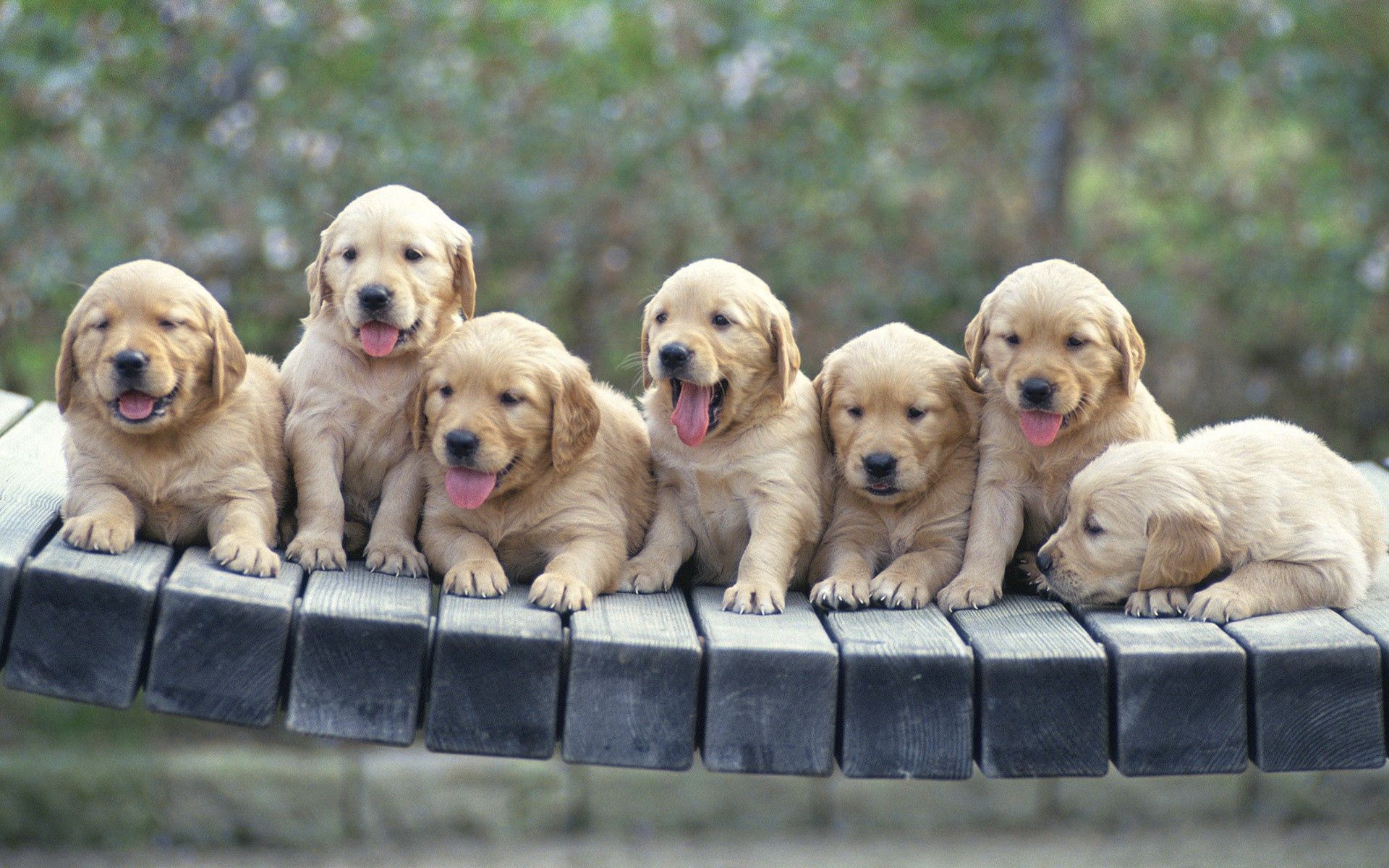 puppies, animals, multitude, dogs, lots of Full HD