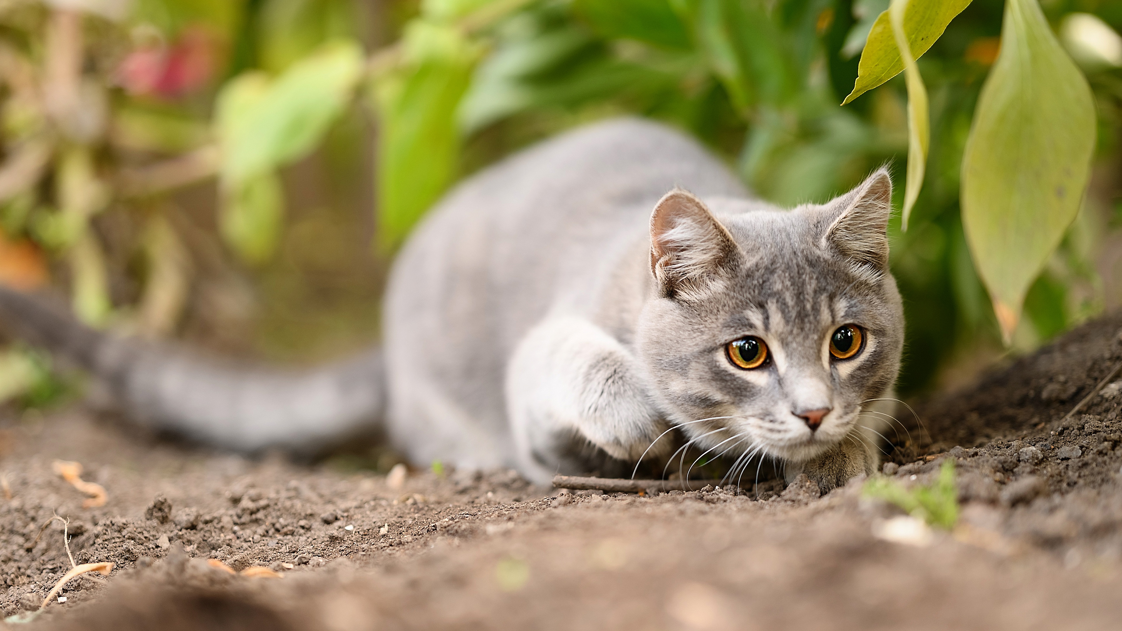 Descarga gratis la imagen Gato, Gatos, Animales en el escritorio de tu PC