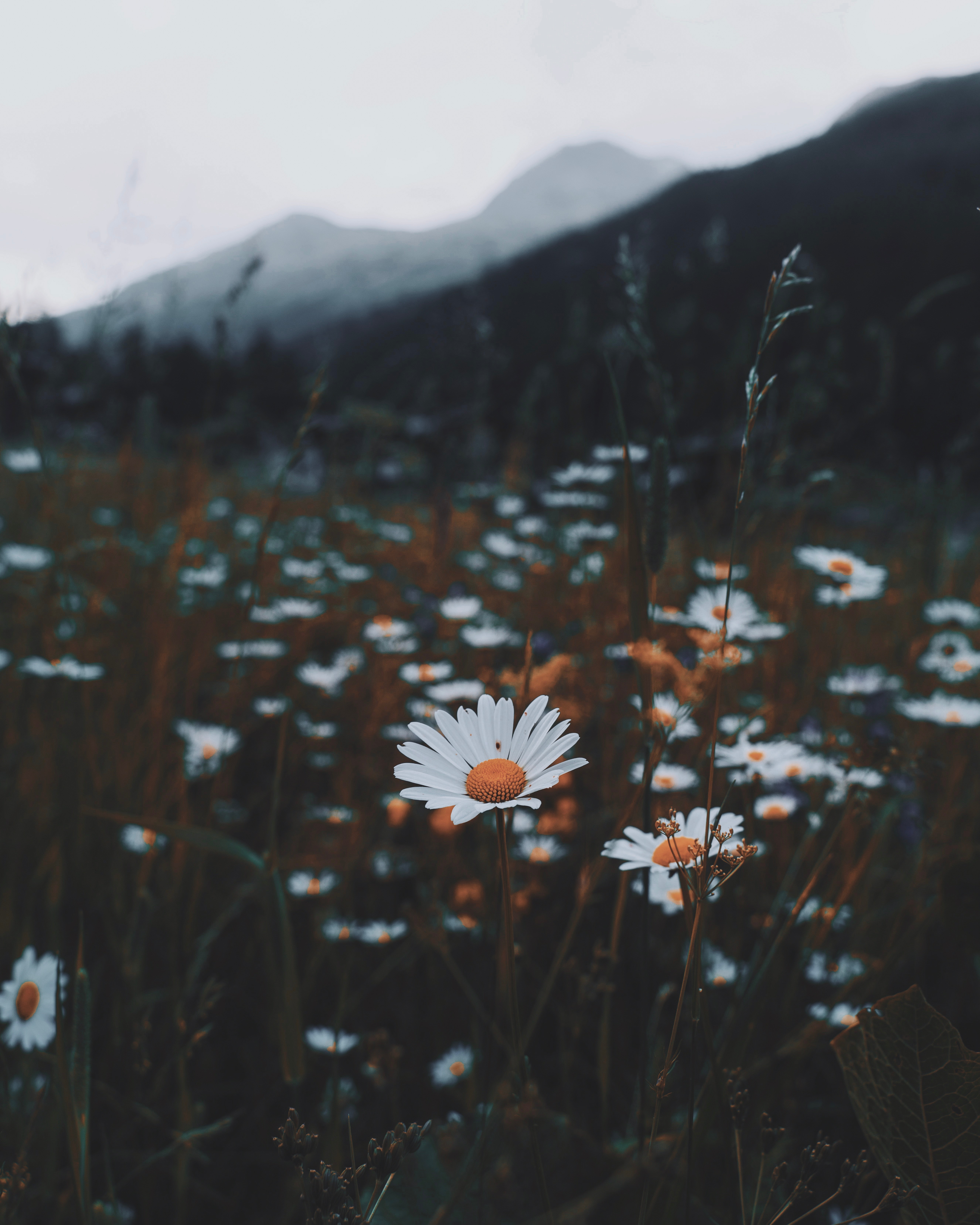 nature, flowers, grass, camomile, wild phone background