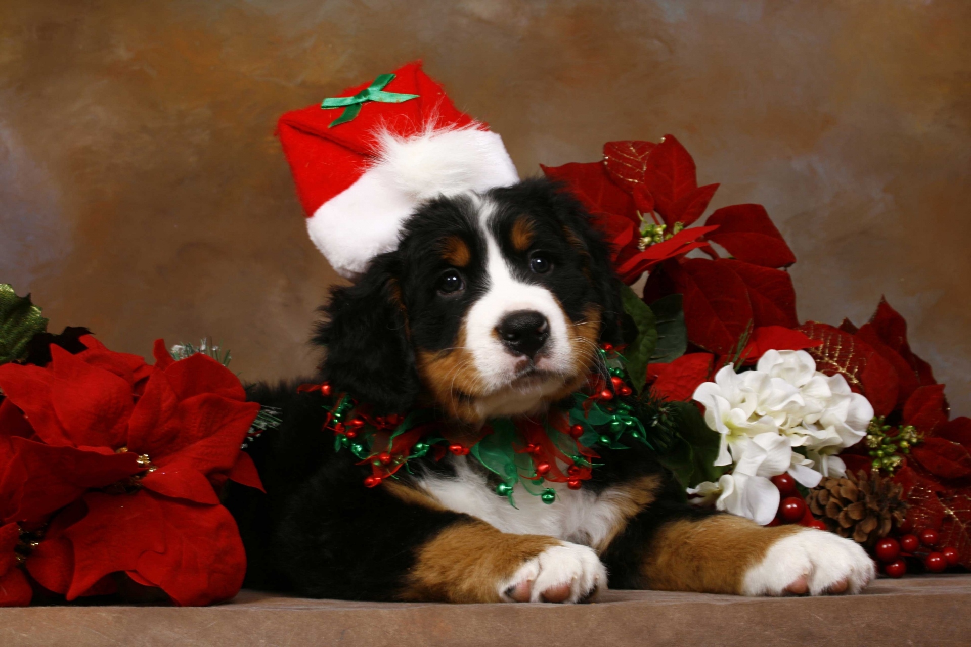 Handy-Wallpaper Tiere, Hunde, Dekoration, Weihnachten, Blume, Hund, Welpen, Weihnachtsmütze kostenlos herunterladen.