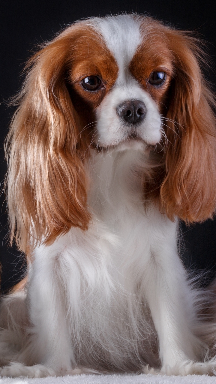 Download mobile wallpaper Dogs, Dog, Animal, Puppy, Baby Animal, King Charles Spaniel for free.