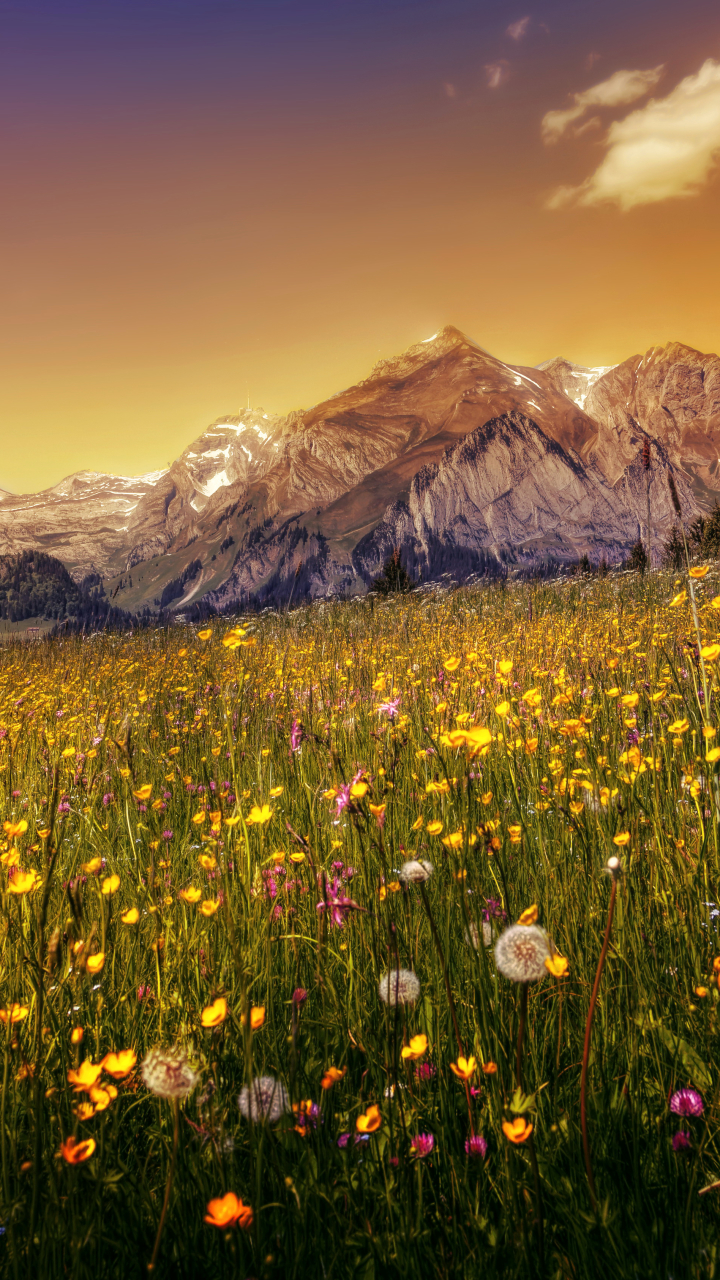 Download mobile wallpaper Landscape, Nature, Mountain, Flower, Earth, Meadow for free.