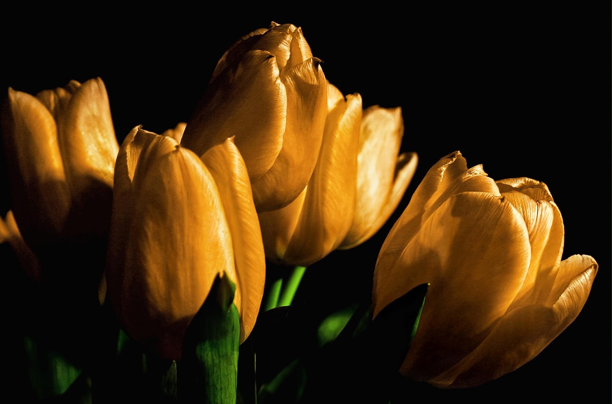 flowers, tulips, yellow, shine, light, black background, buds