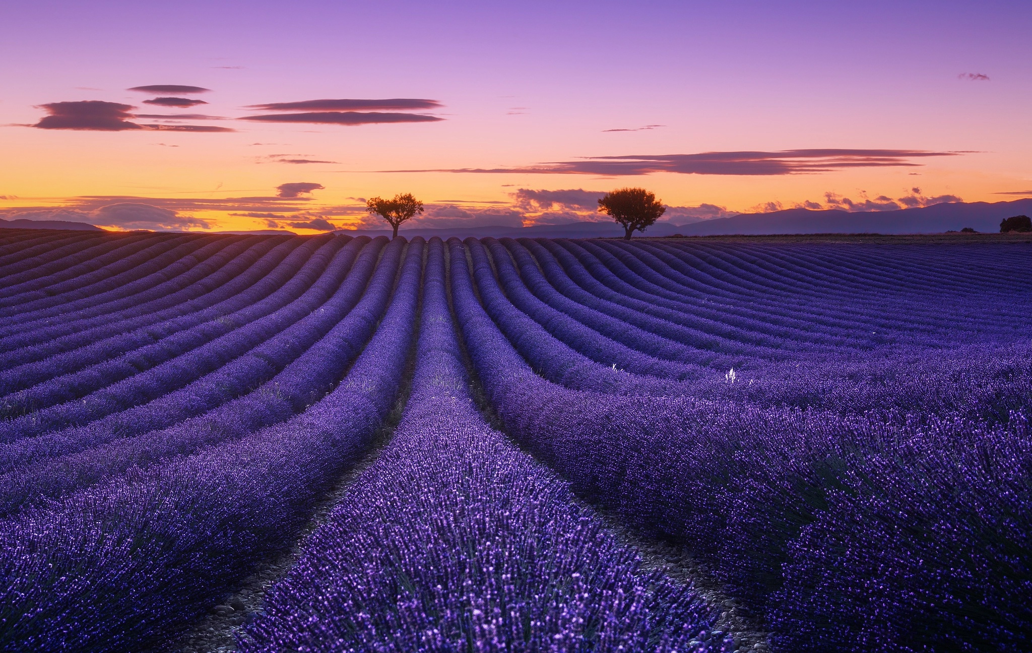 Download mobile wallpaper Nature, Flowers, Sunset, Summer, Earth, Field, Lavender, Purple Flower for free.