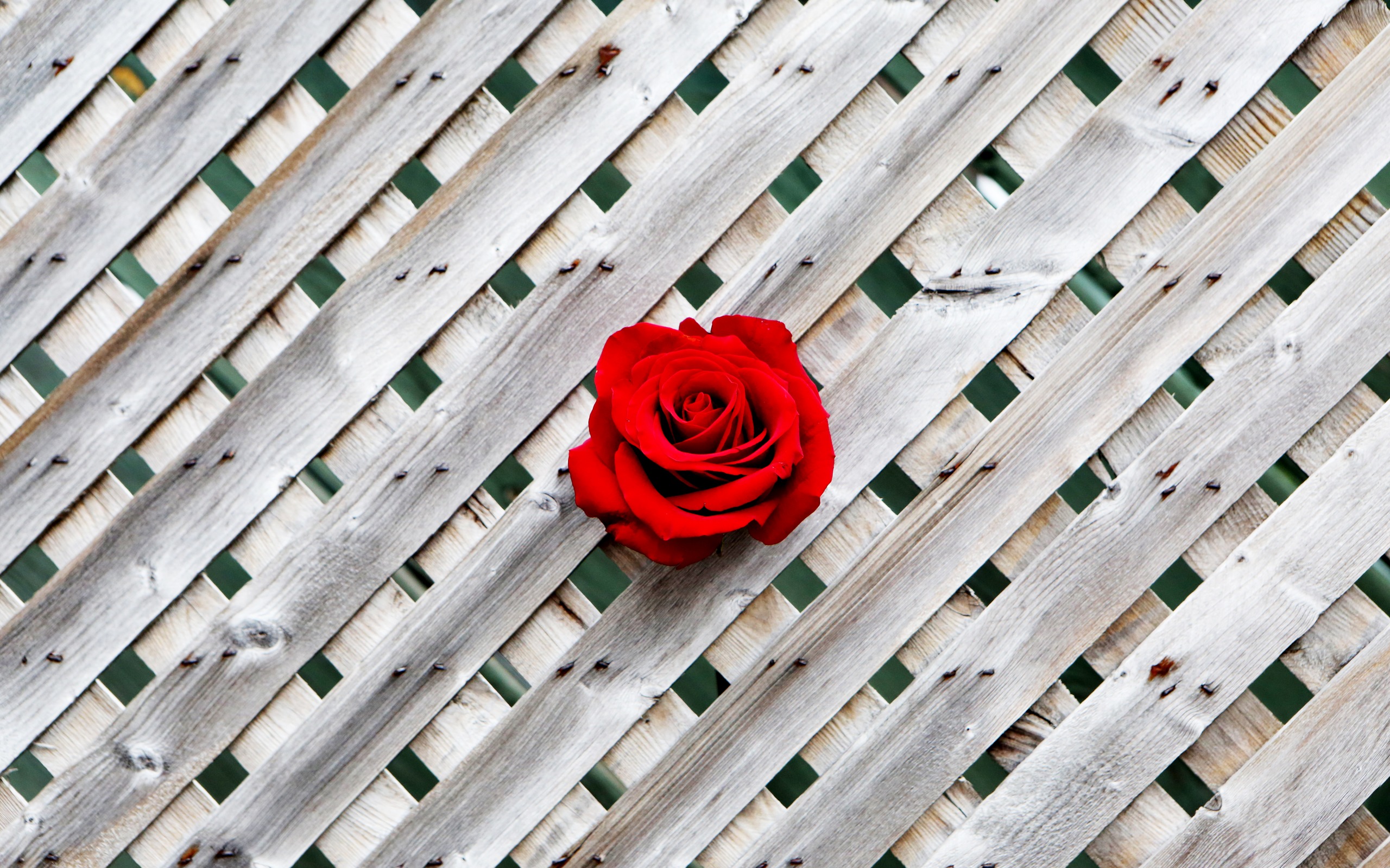 Download mobile wallpaper Flowers, Rose, Pattern, Earth, Red Rose, Red Flower for free.