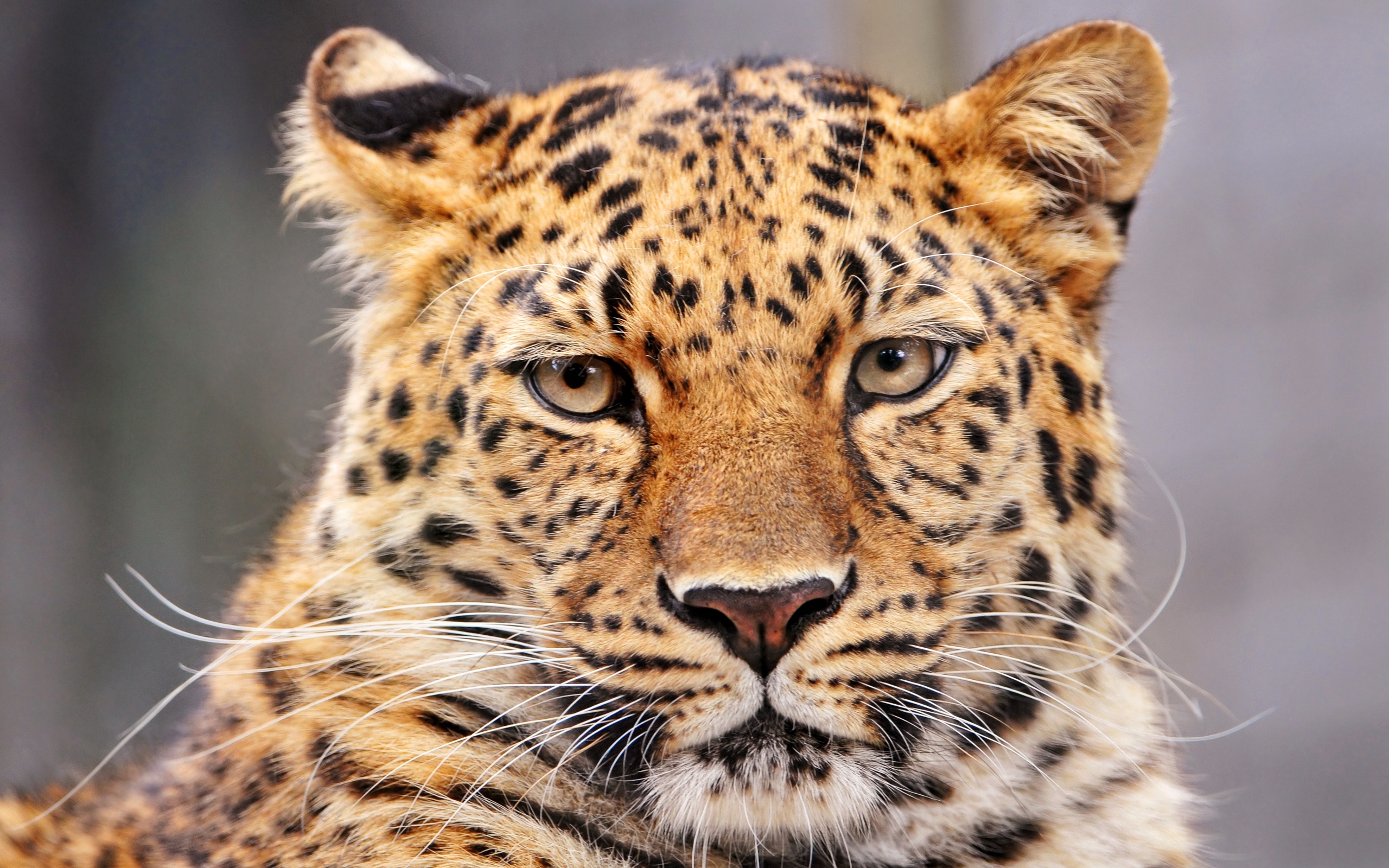 40516 descargar fondo de pantalla leopardos, animales, naranja: protectores de pantalla e imágenes gratis