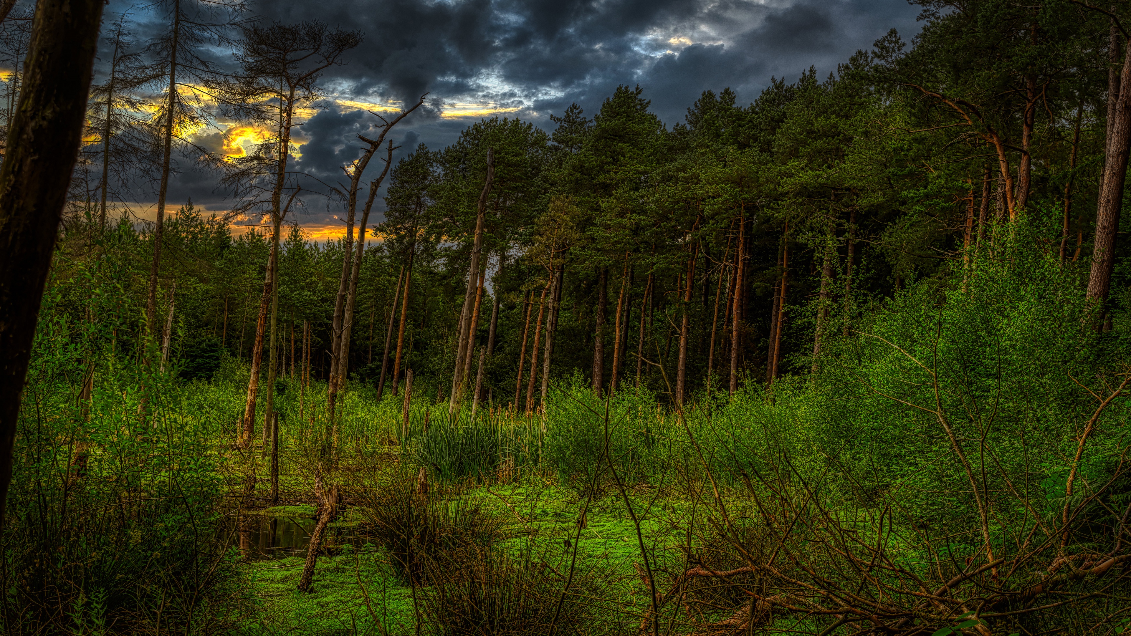 earth, swamp, bush, cloud, forest, pine, sunset, thicket