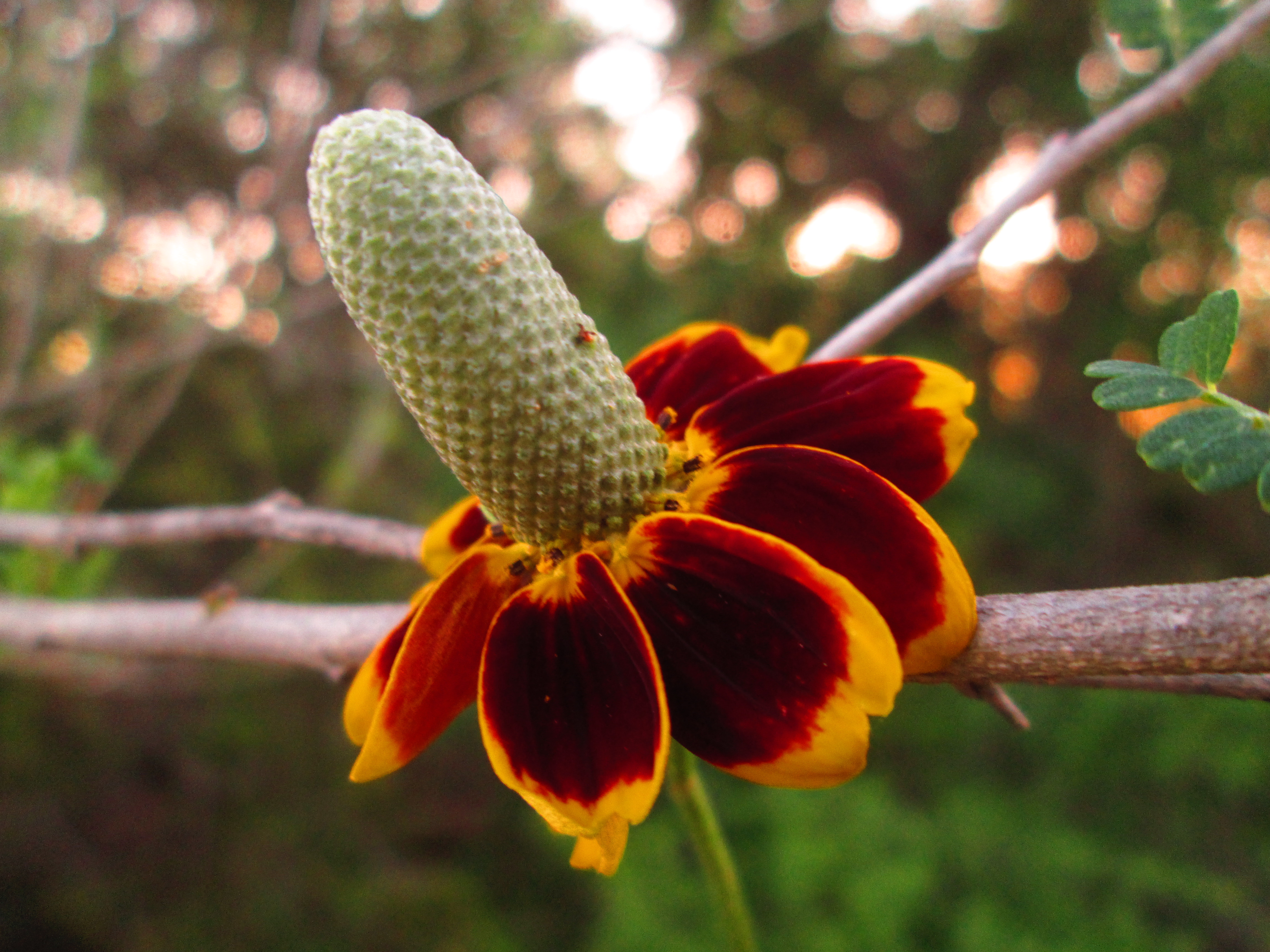 Descarga gratis la imagen Flores, Flor, Tierra/naturaleza en el escritorio de tu PC