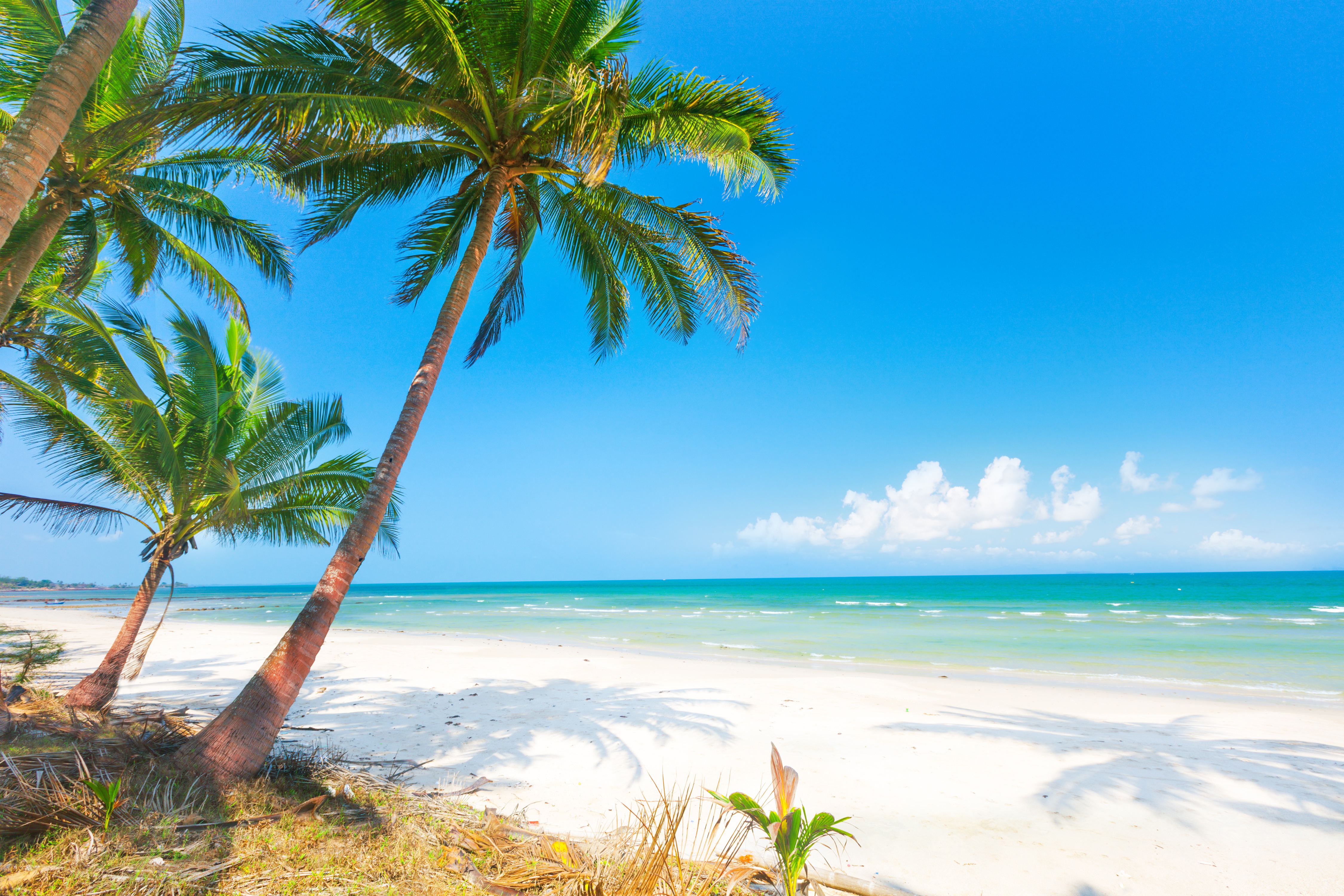 Free download wallpaper Nature, Sky, Beach, Sand, Horizon, Ocean, Earth, Palm Tree on your PC desktop