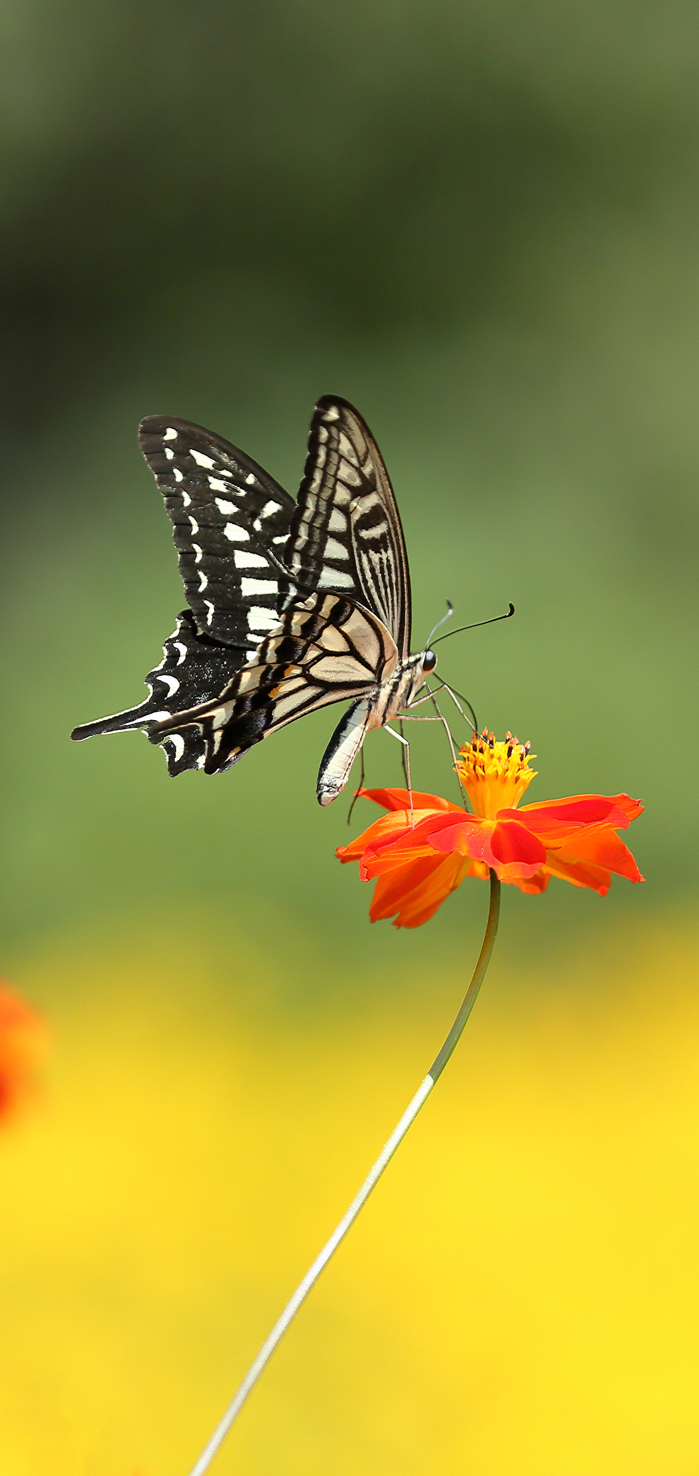 Download mobile wallpaper Summer, Flower, Blur, Insect, Butterfly, Animal for free.