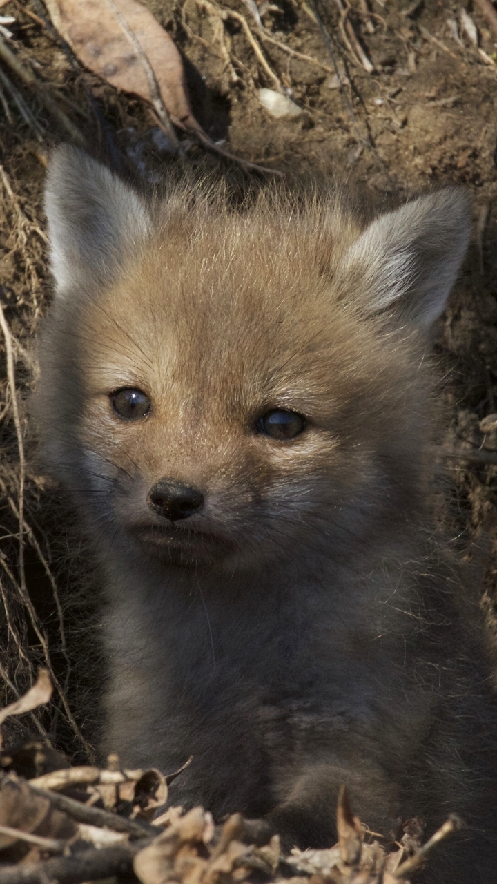 Download mobile wallpaper Fox, Animal, Baby Animal for free.