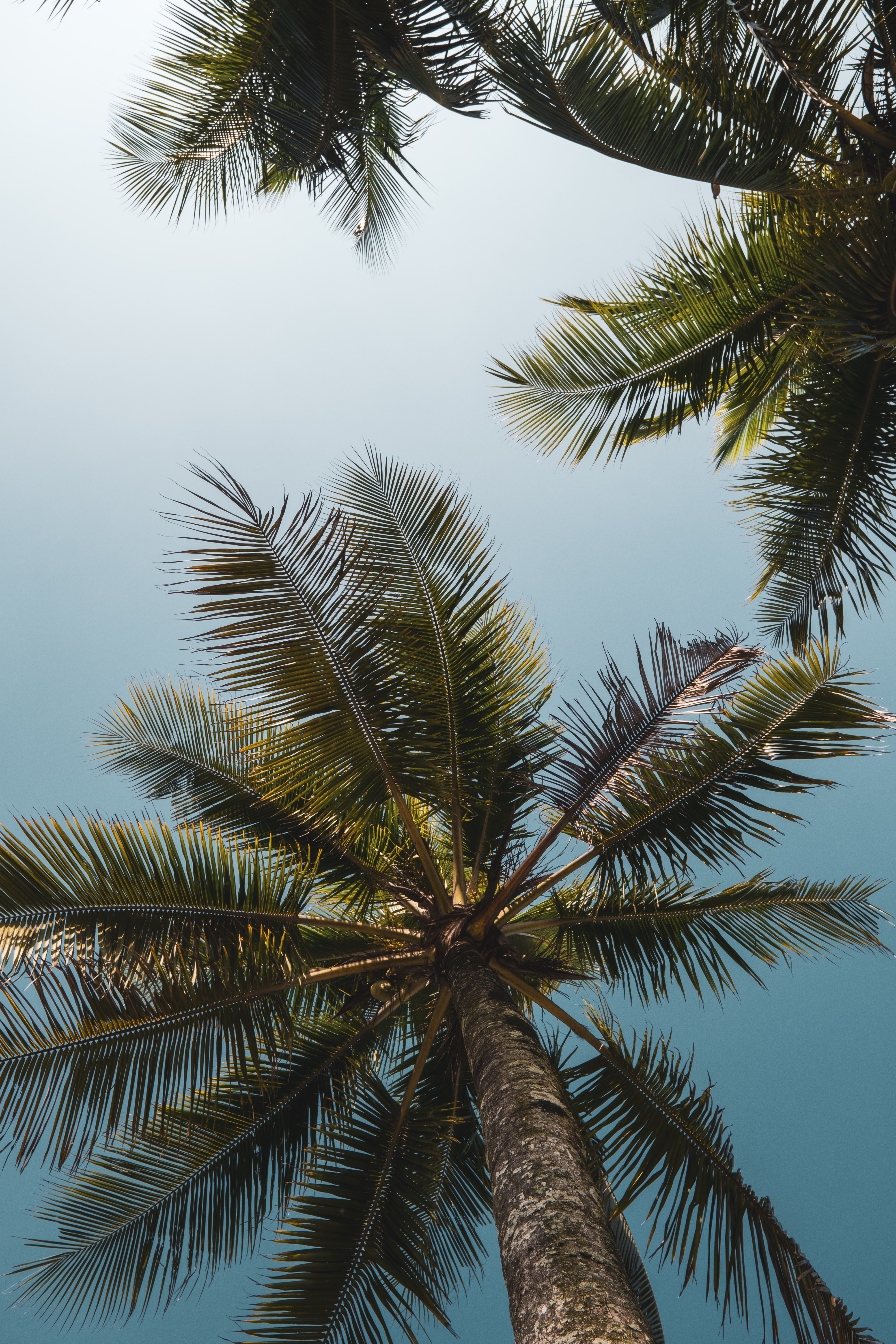 Free download wallpaper Nature, Trees, Sky, Branches, Bottom View, Palms on your PC desktop
