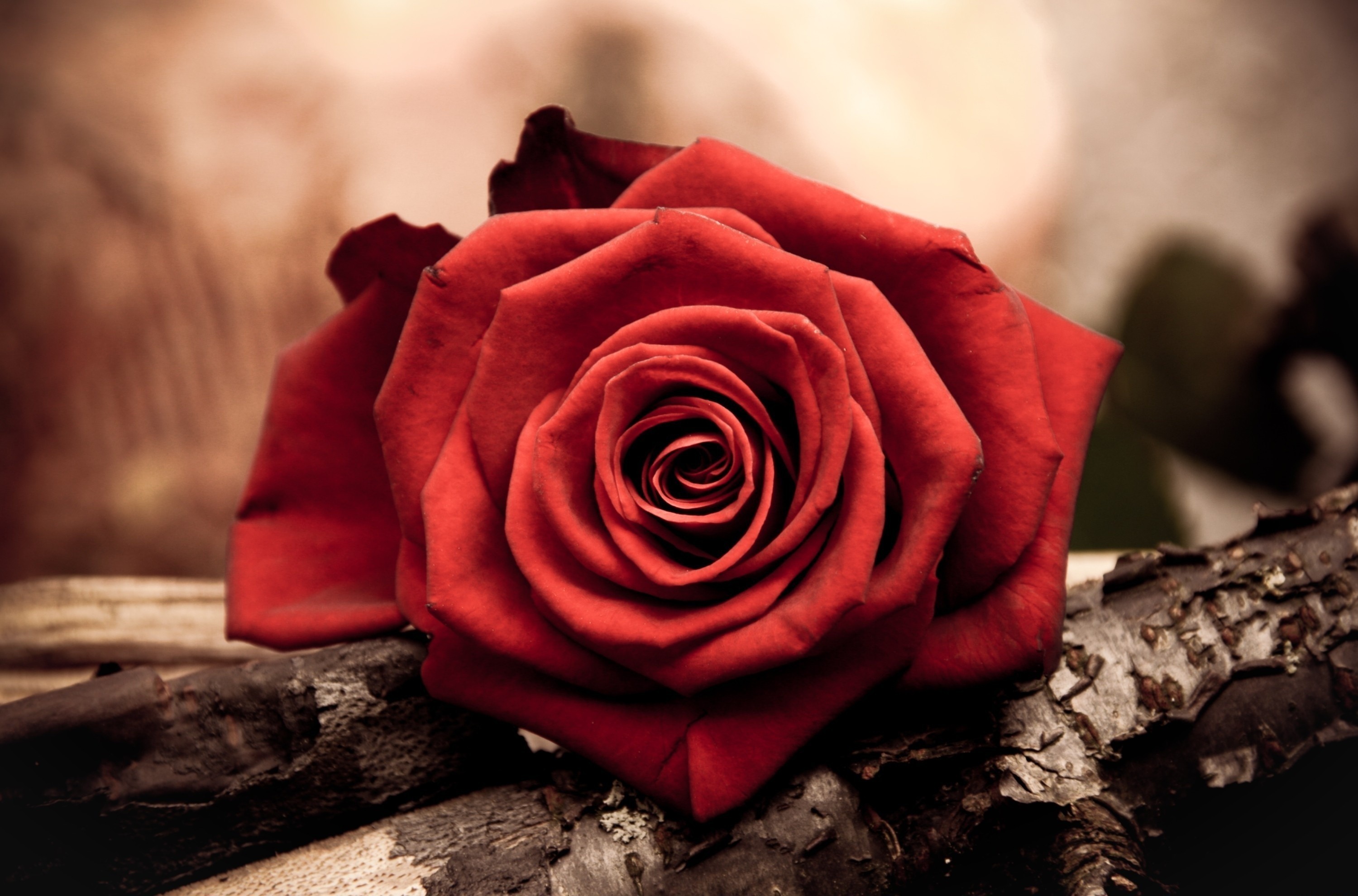 無料モバイル壁紙大きい, つぼみ, 蕾, マクロ, 花びら, バラの花, 赤い, 薔薇をダウンロードします。