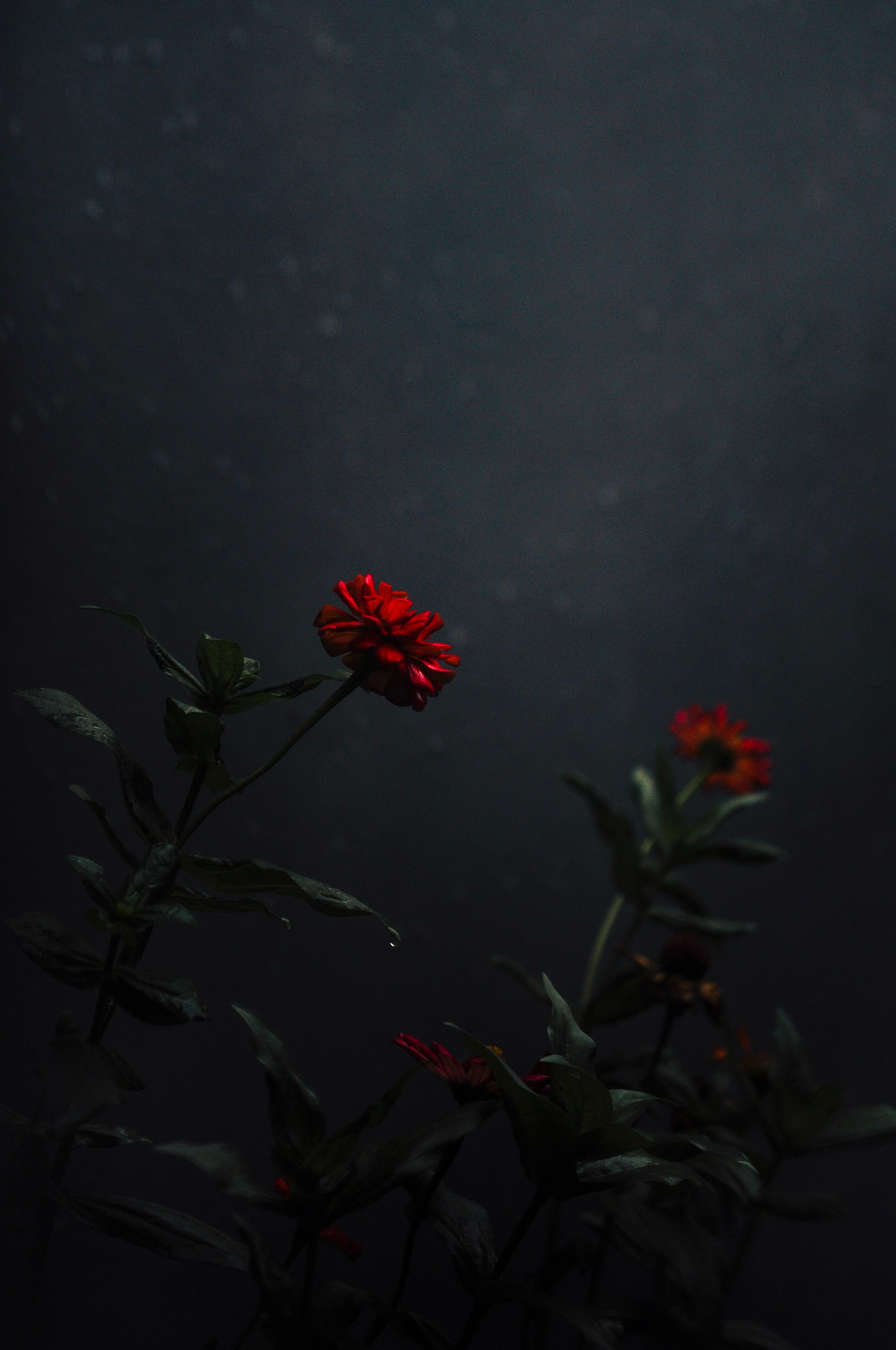 stalk, dark, flower, flowers, red, bud, stem Smartphone Background