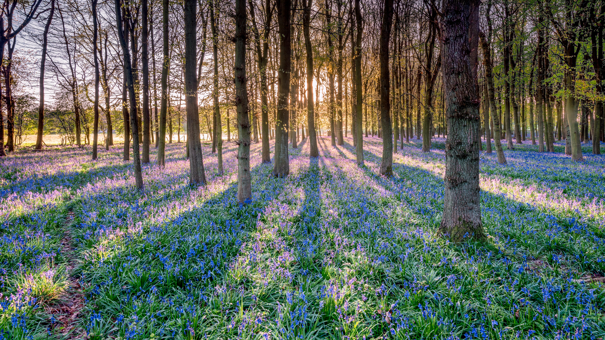 Téléchargez gratuitement l'image Fleur, Forêt, Arbre, Rayon De Soleil, Fleur Mauve, La Nature, Terre/nature sur le bureau de votre PC